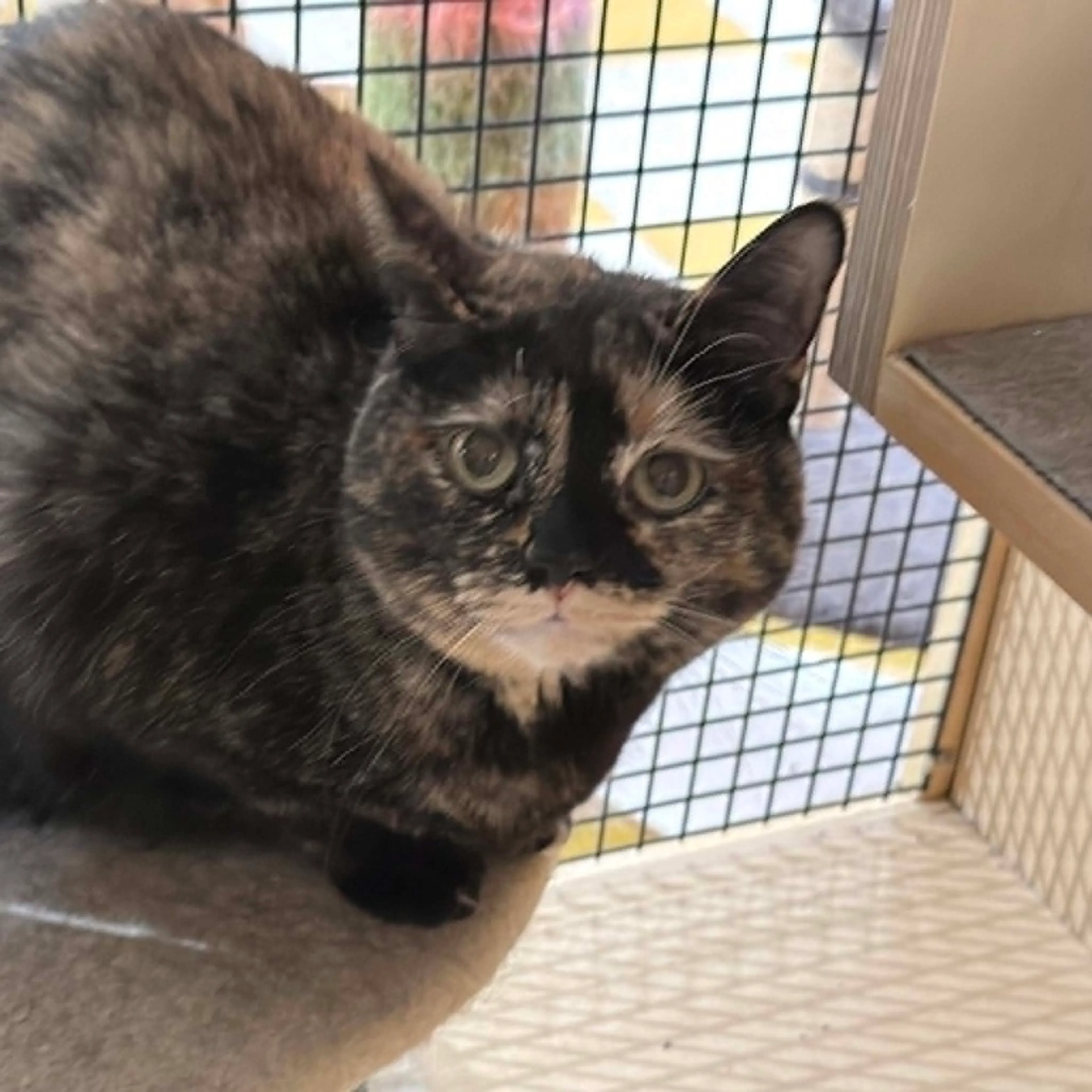 -4