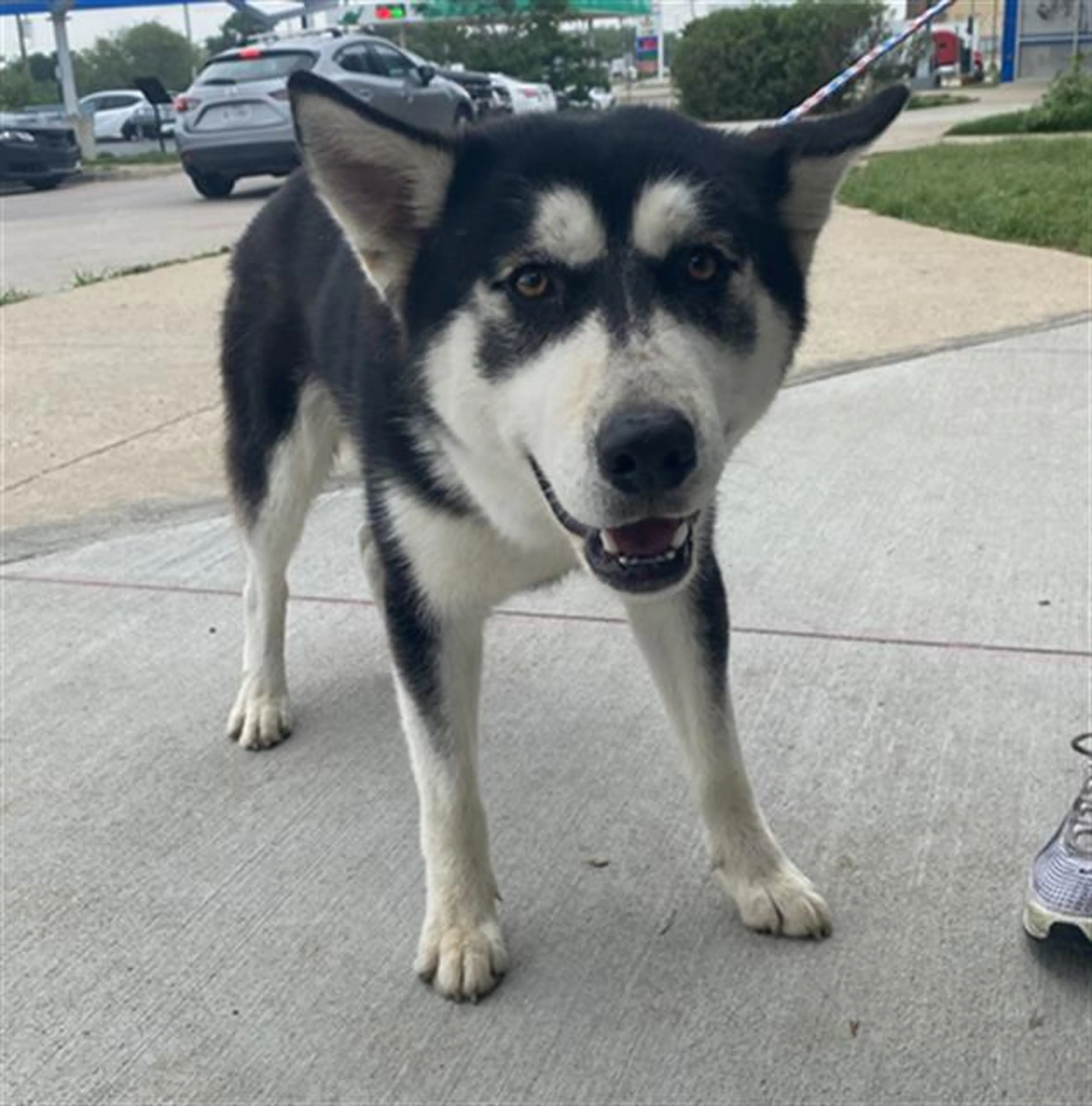 Found pet