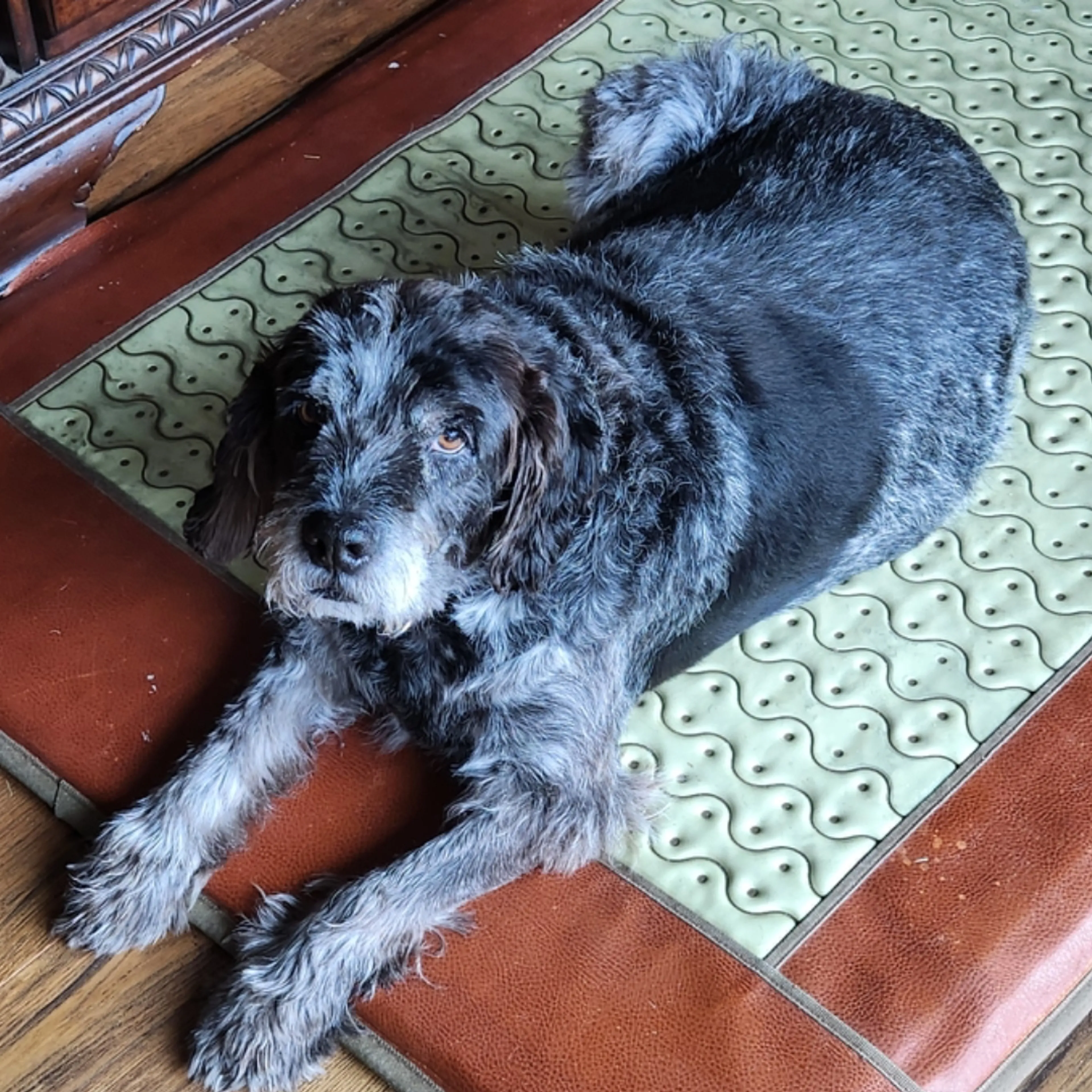 Lost pet-1