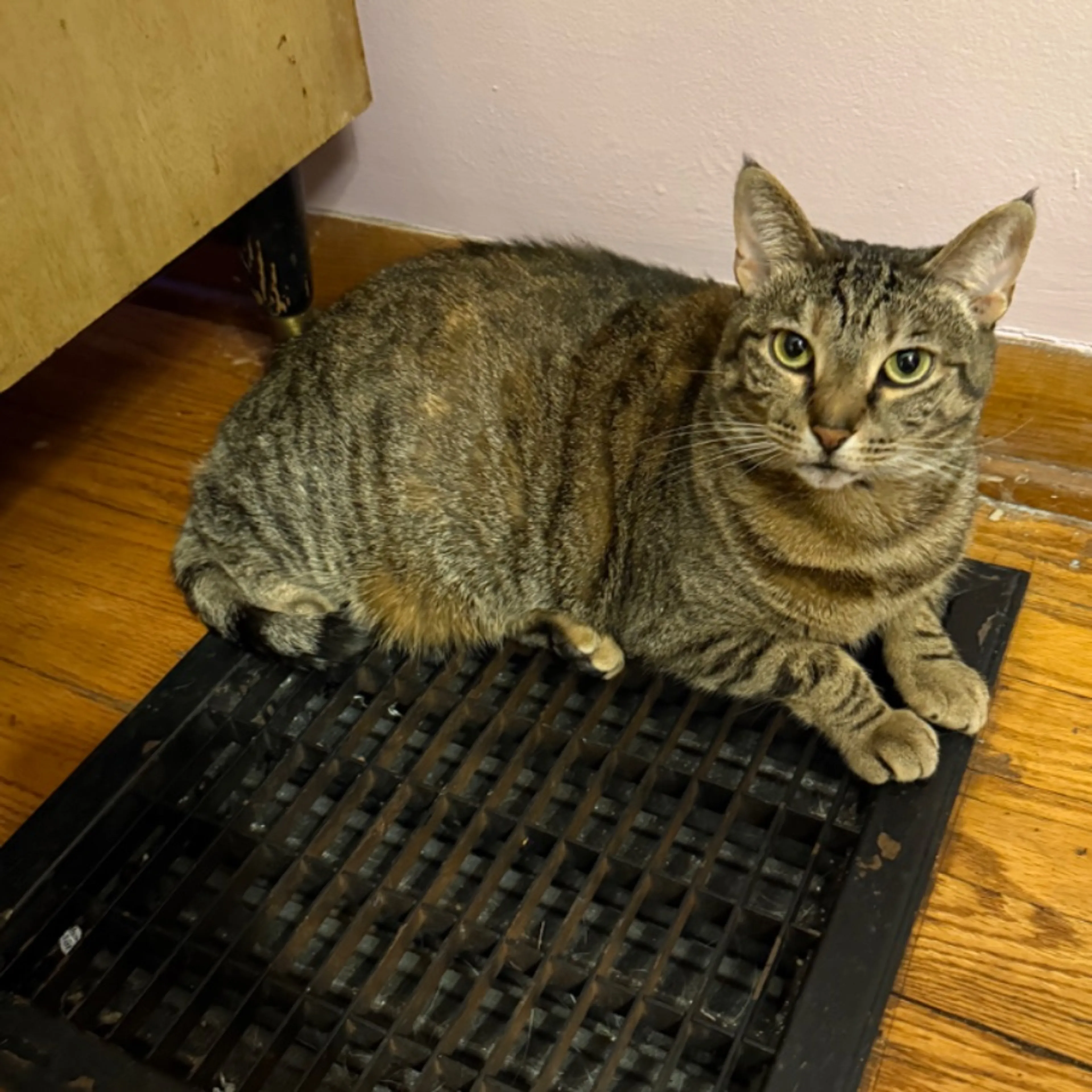 Lost pet-0