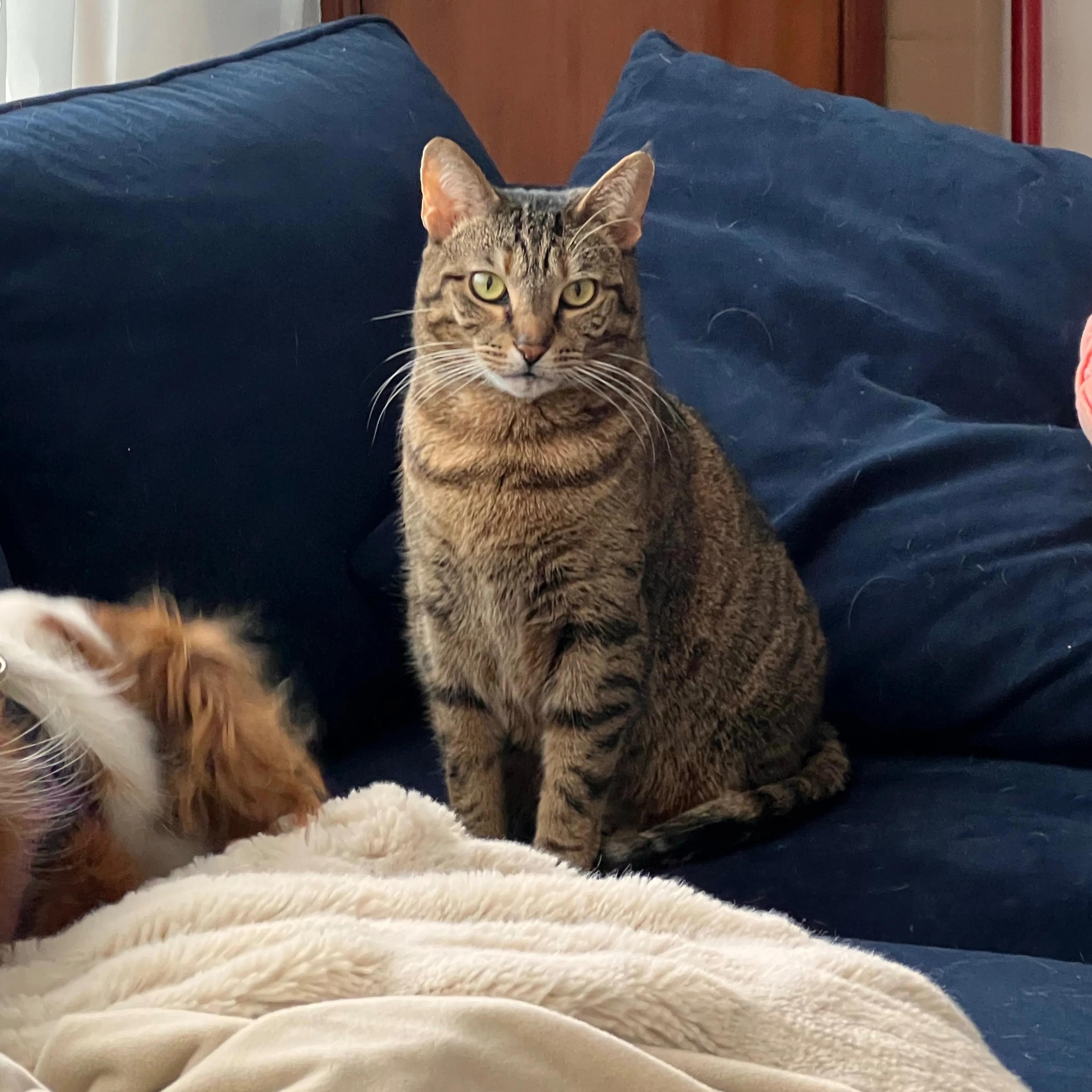 Lost pet-3