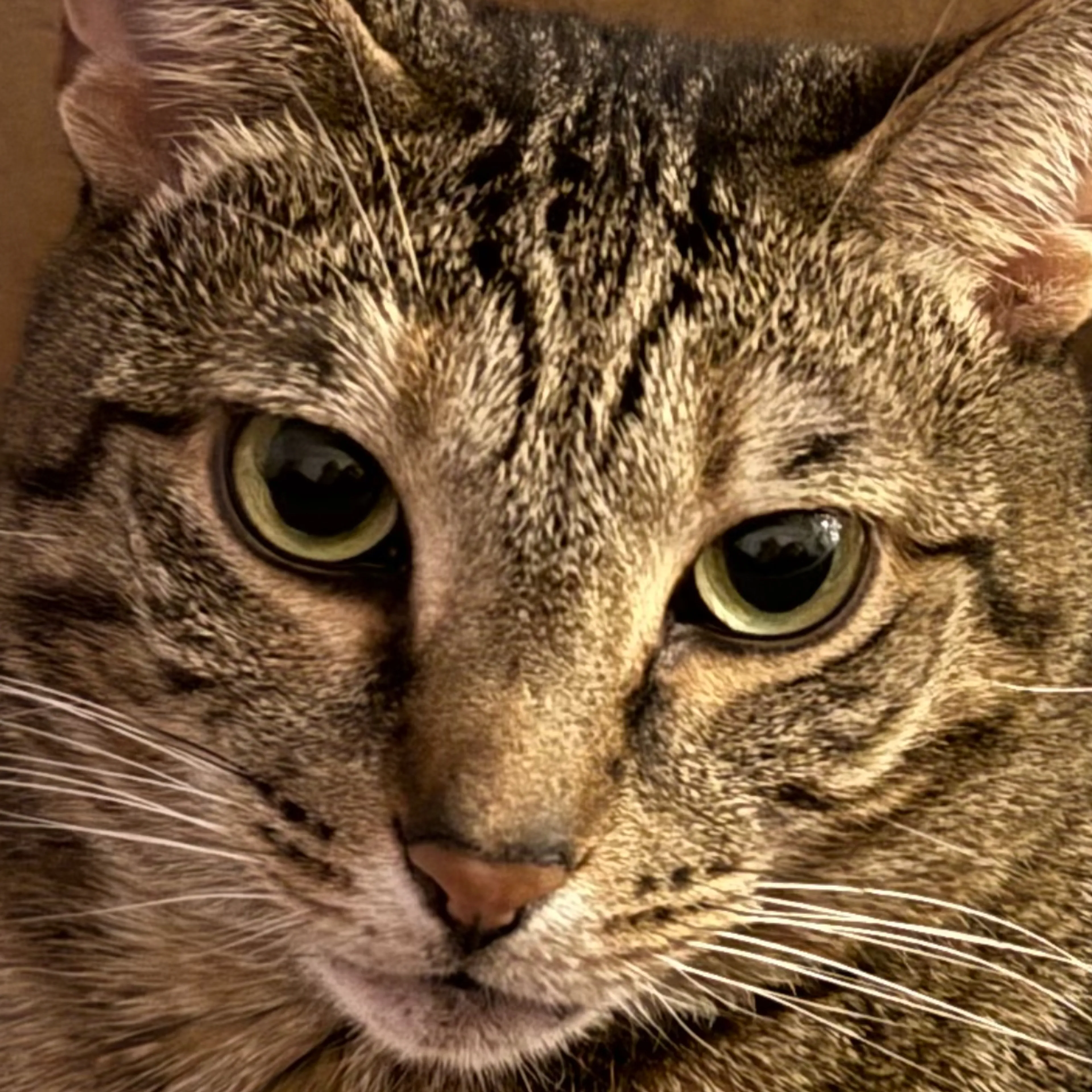 Lost pet-1