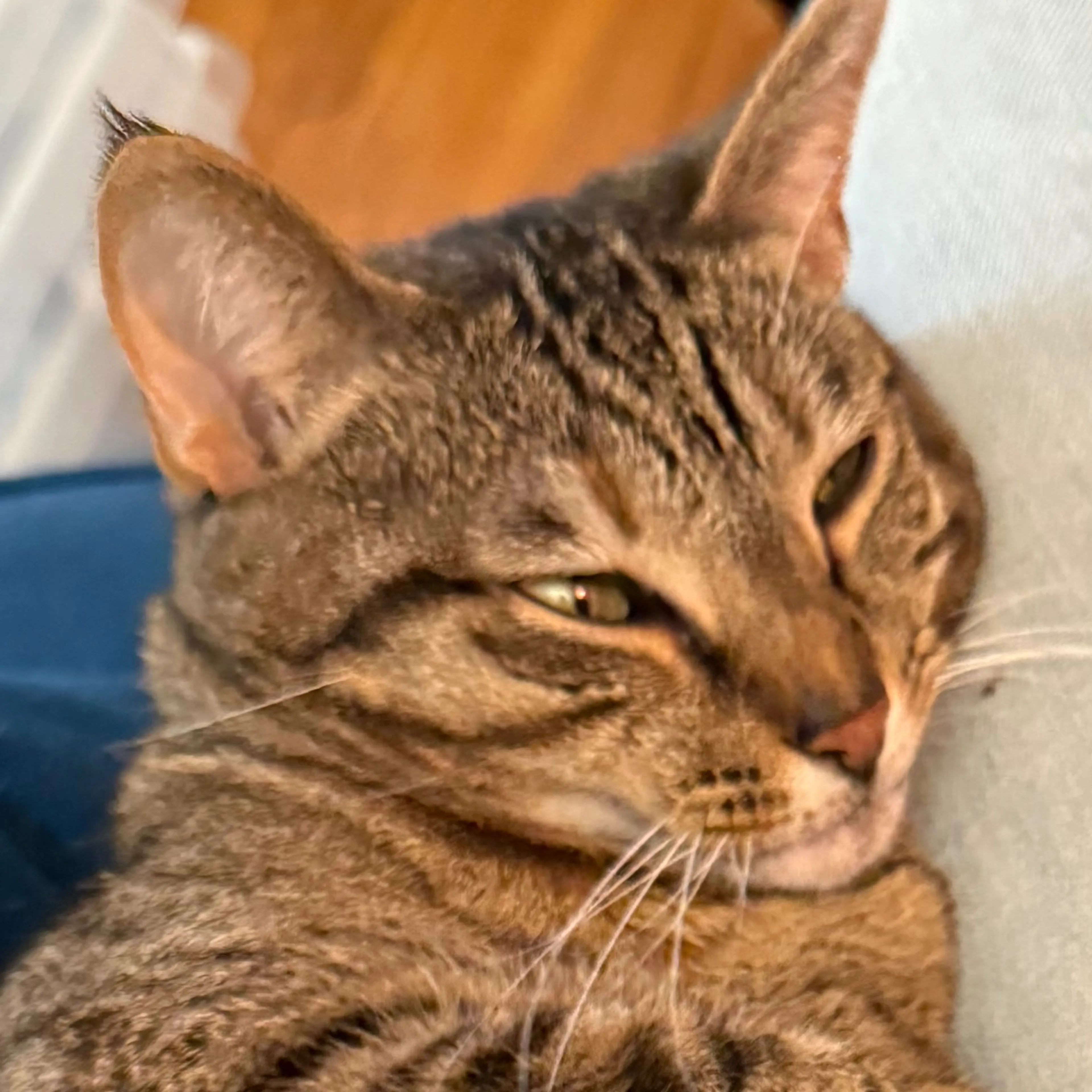 Lost pet-2