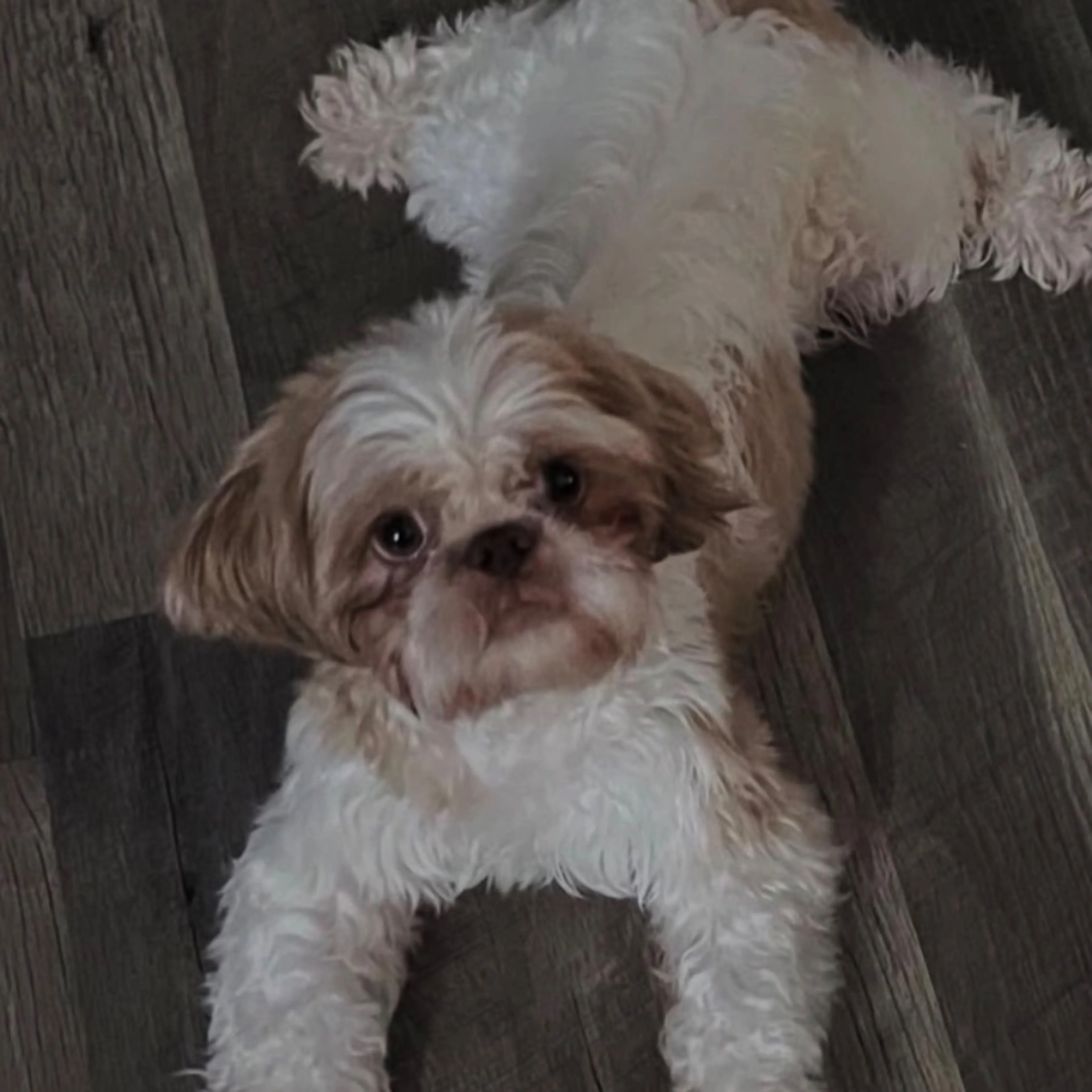 Lost pet