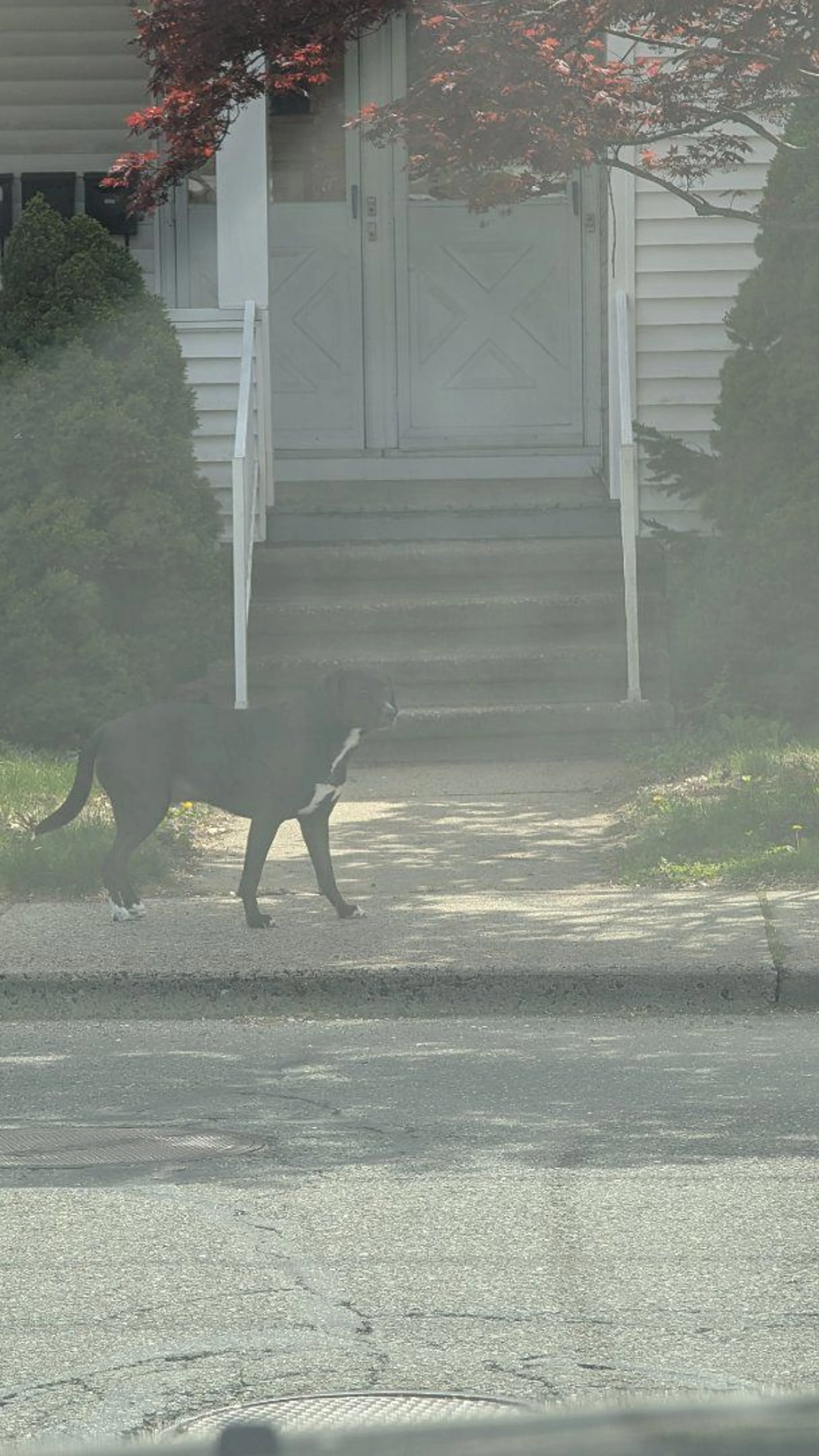 Lost pet