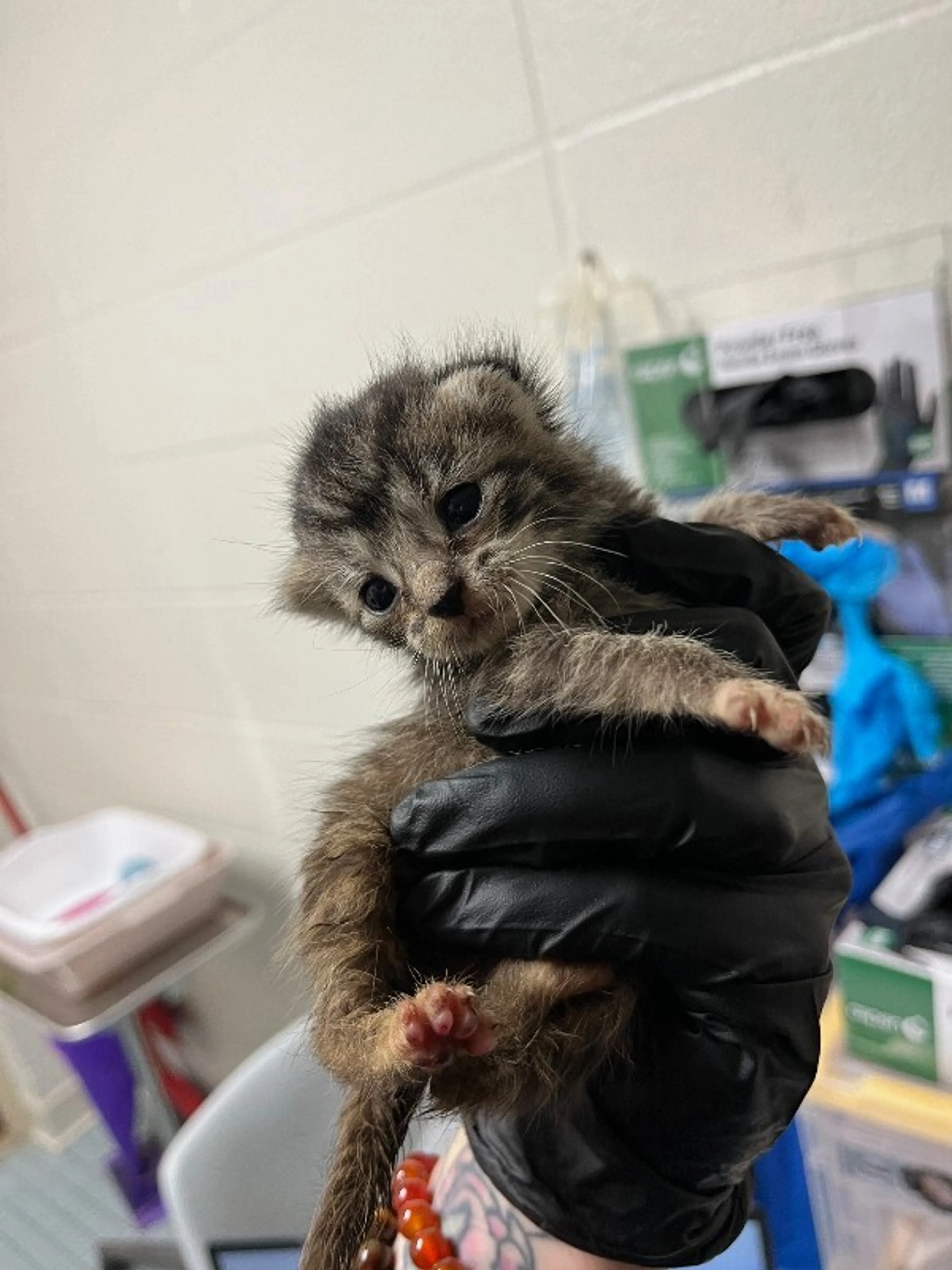 Found pet