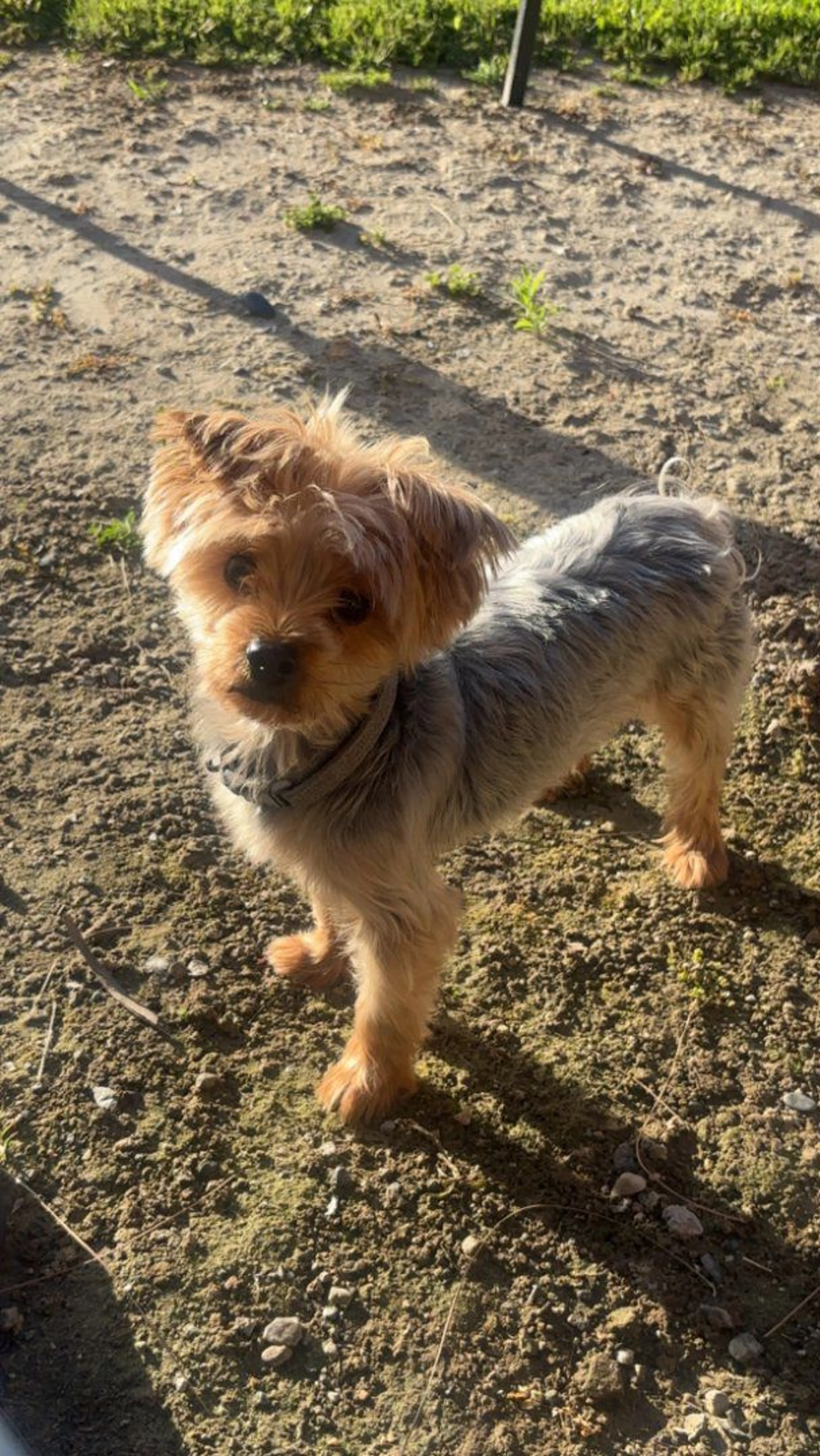 Lost pet