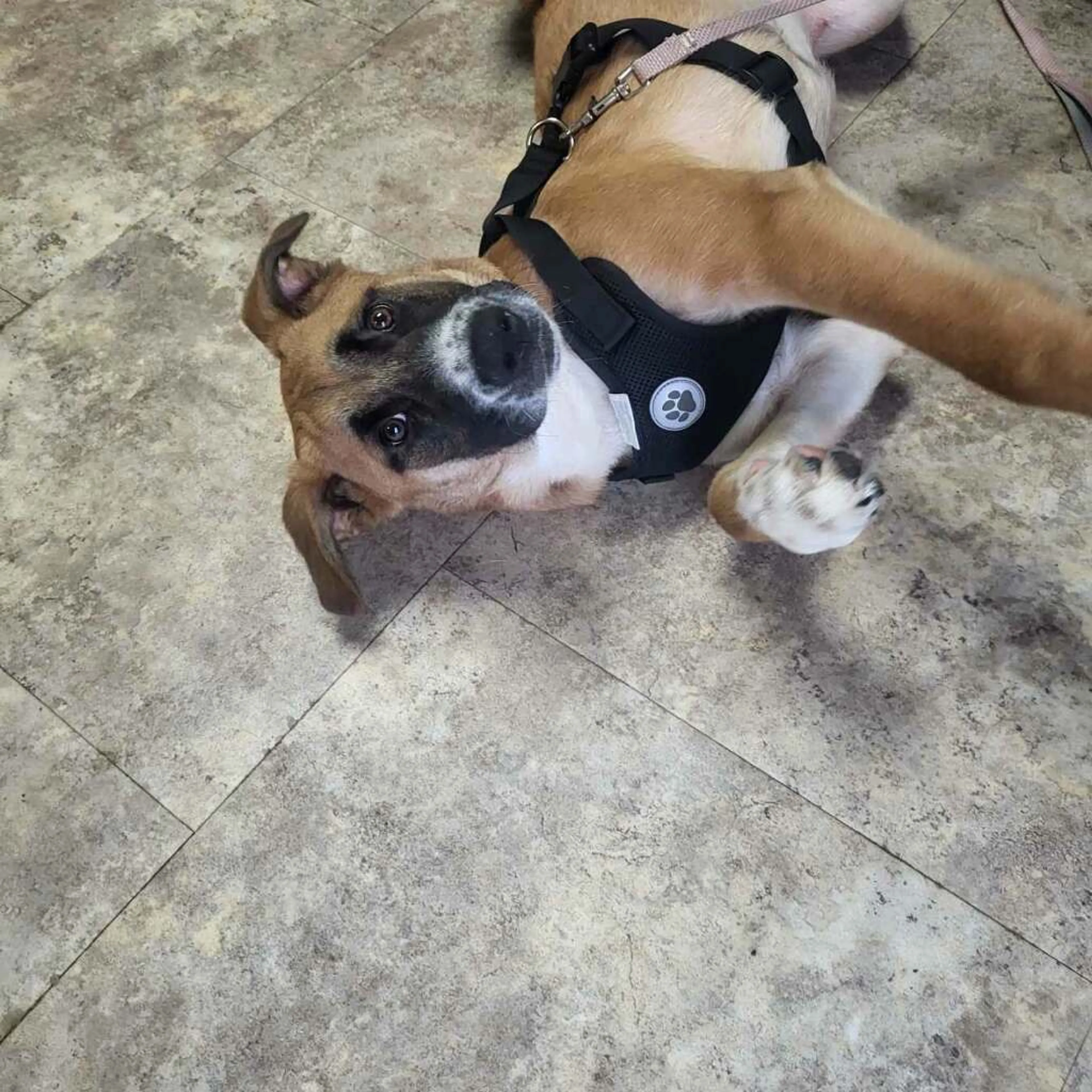 Found pet-7