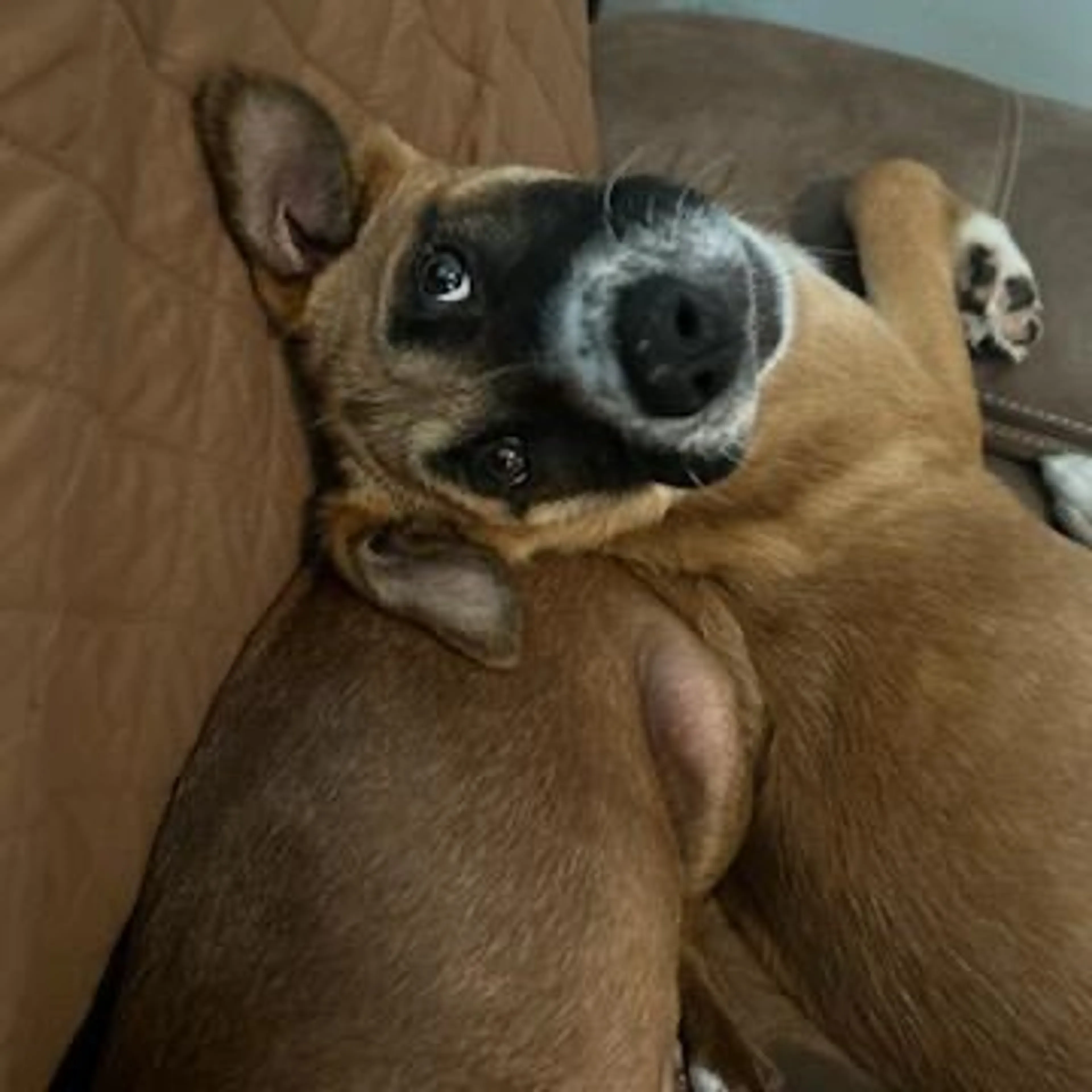 Found pet-1
