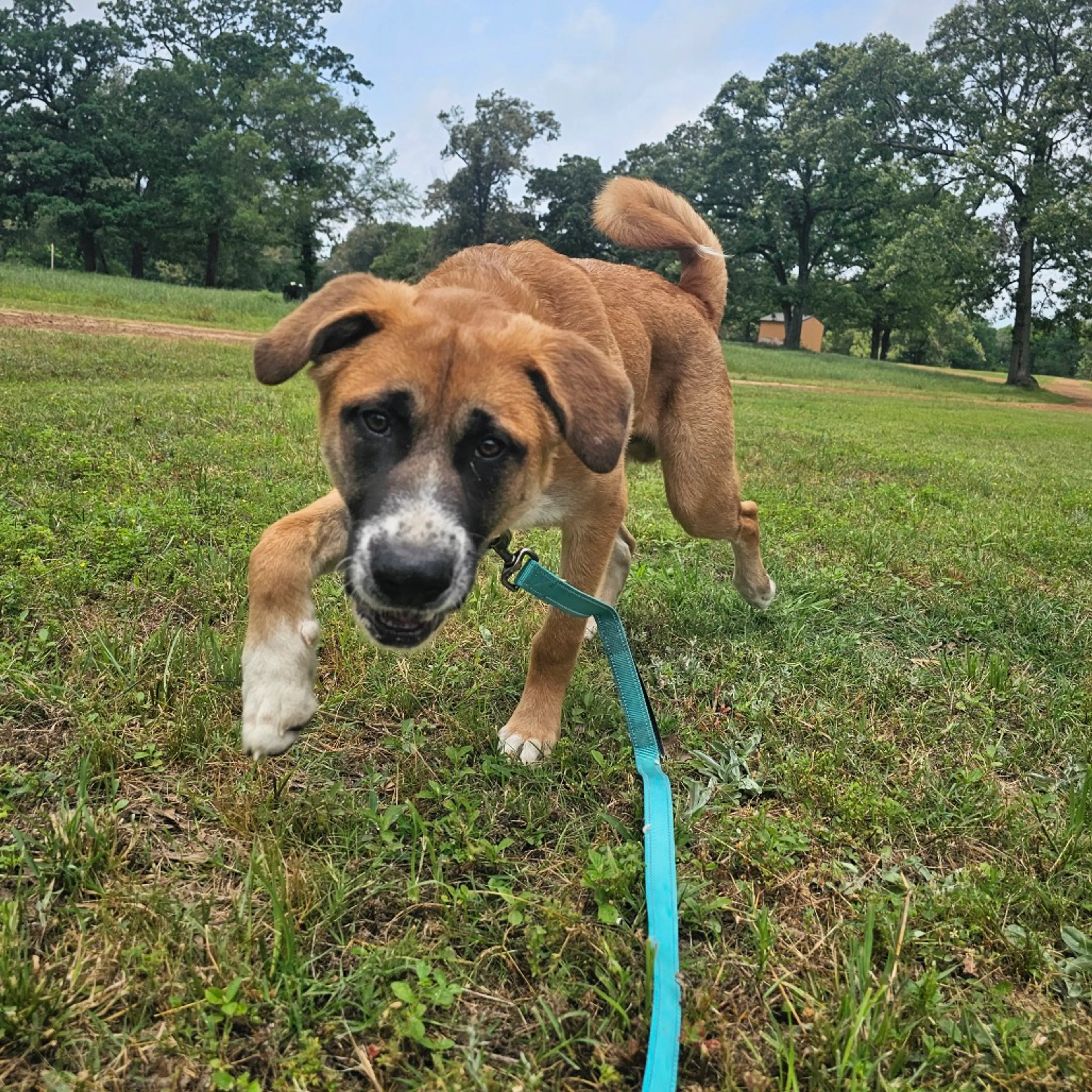 Found pet-11