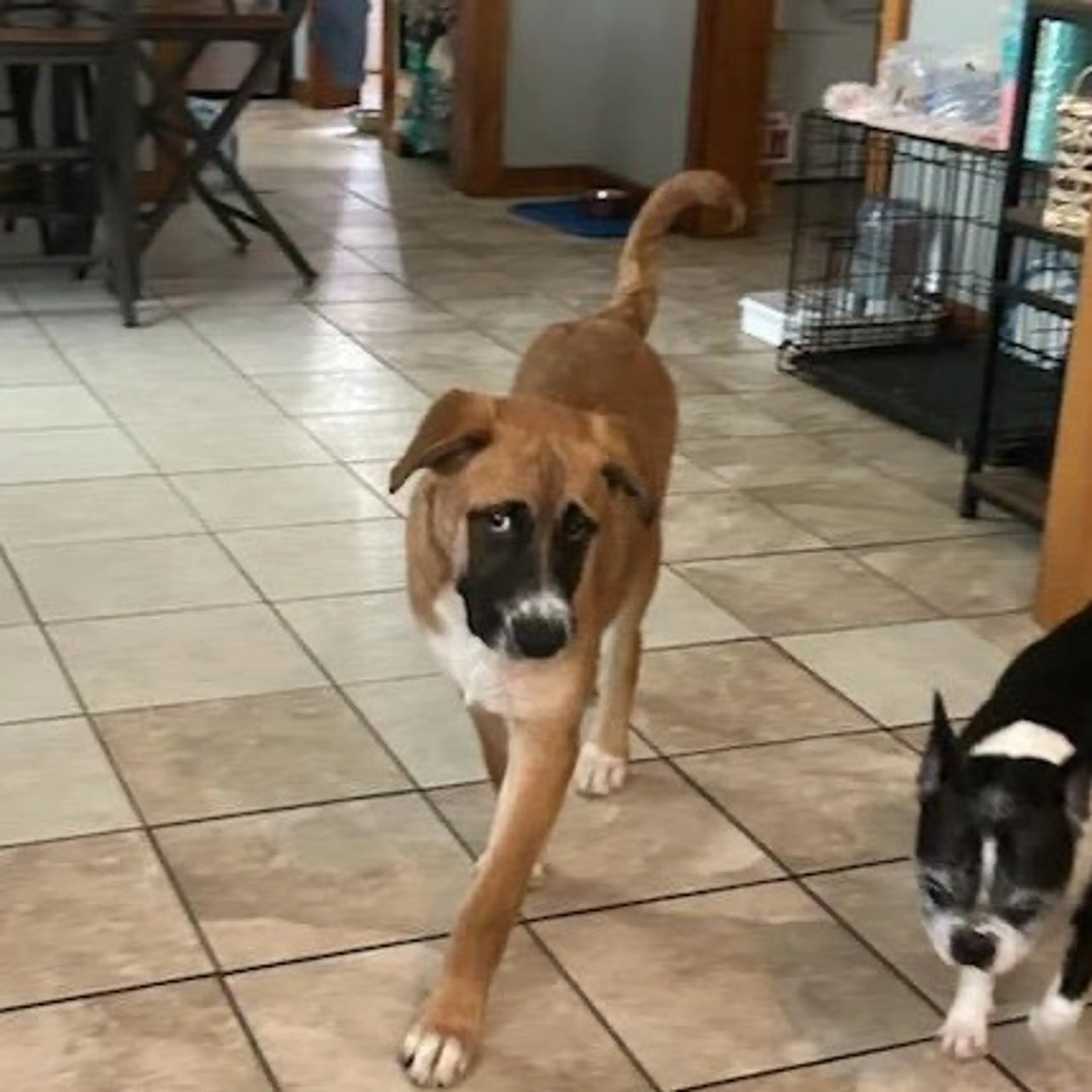 Found pet-4