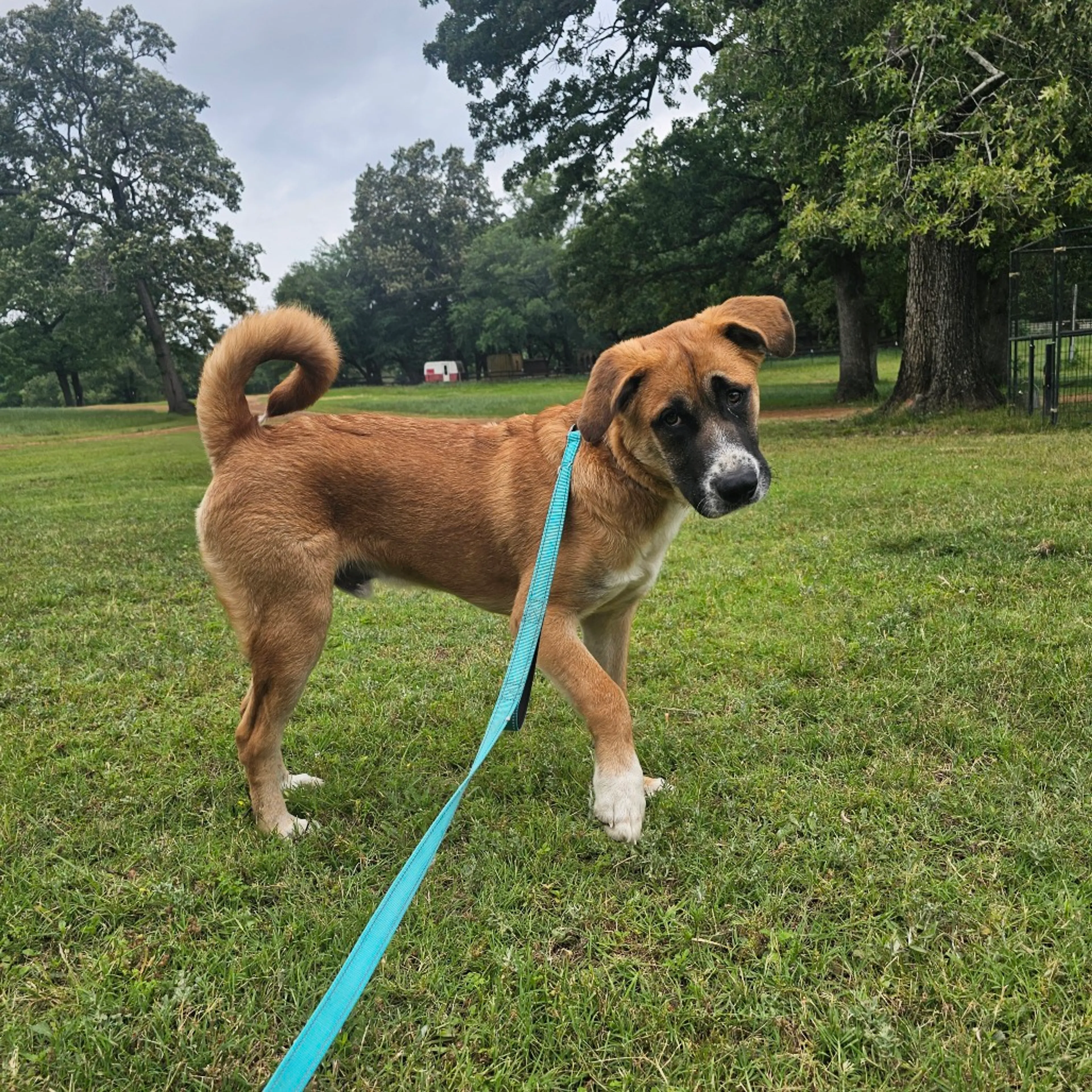 Found pet-14