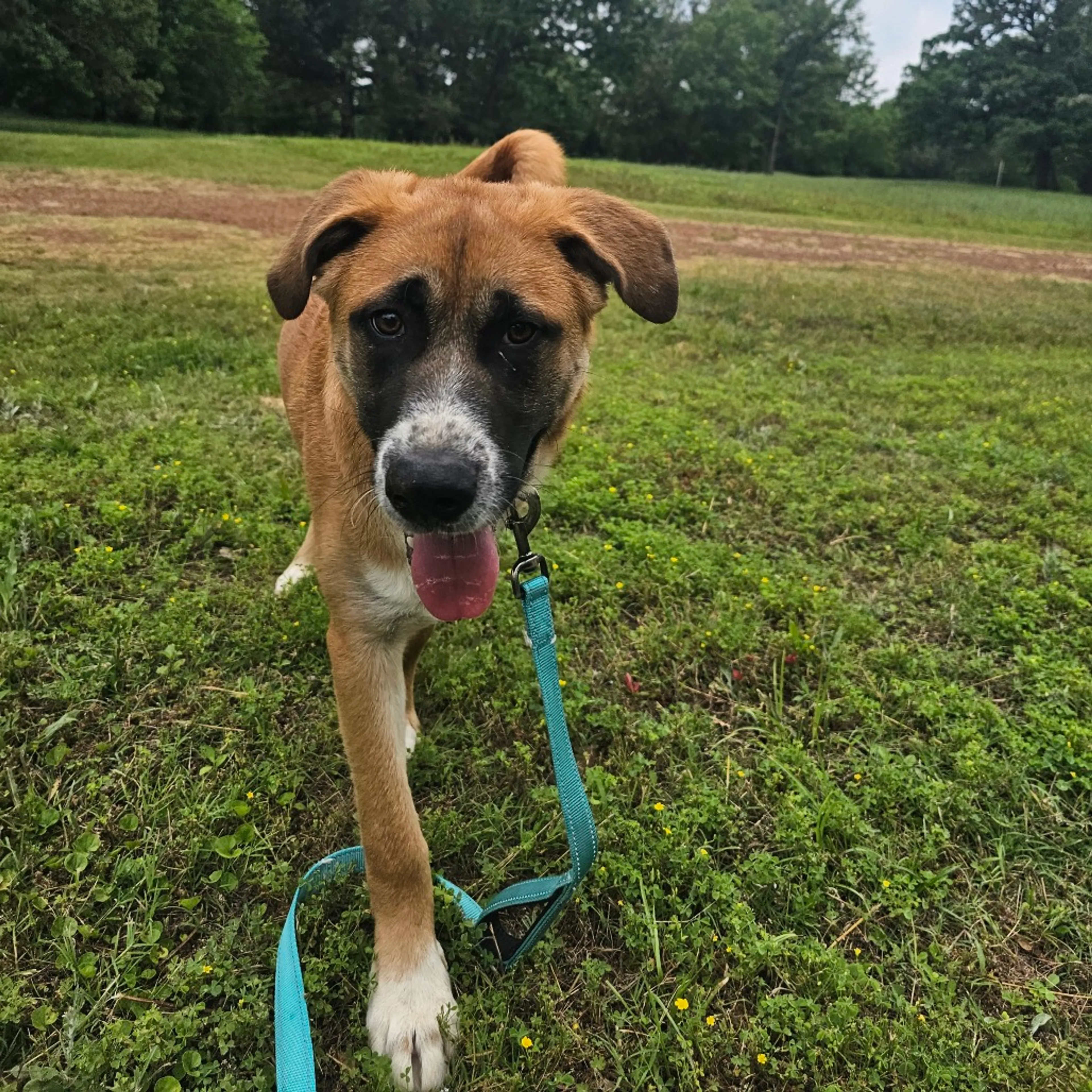 Found pet-15