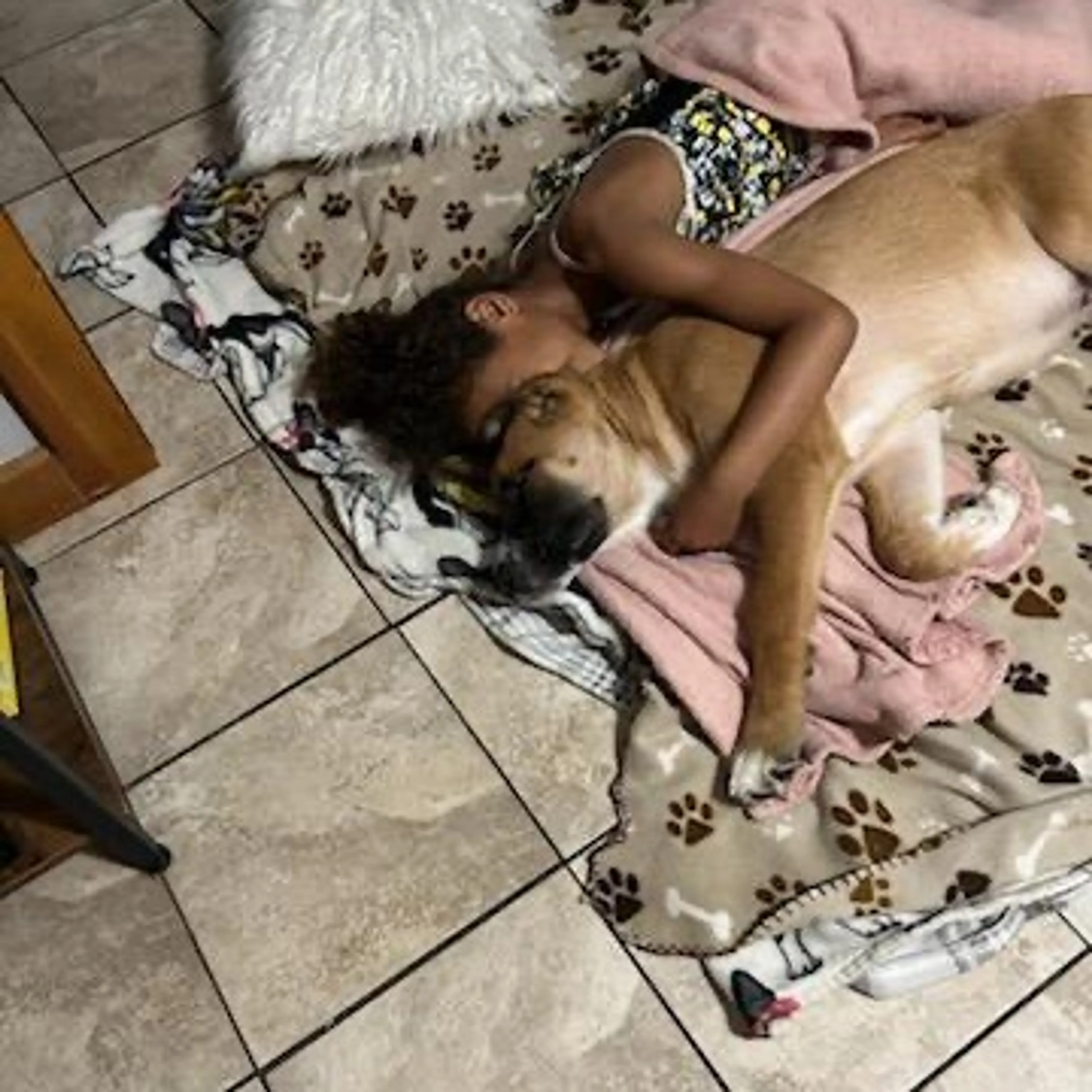 Found pet-3
