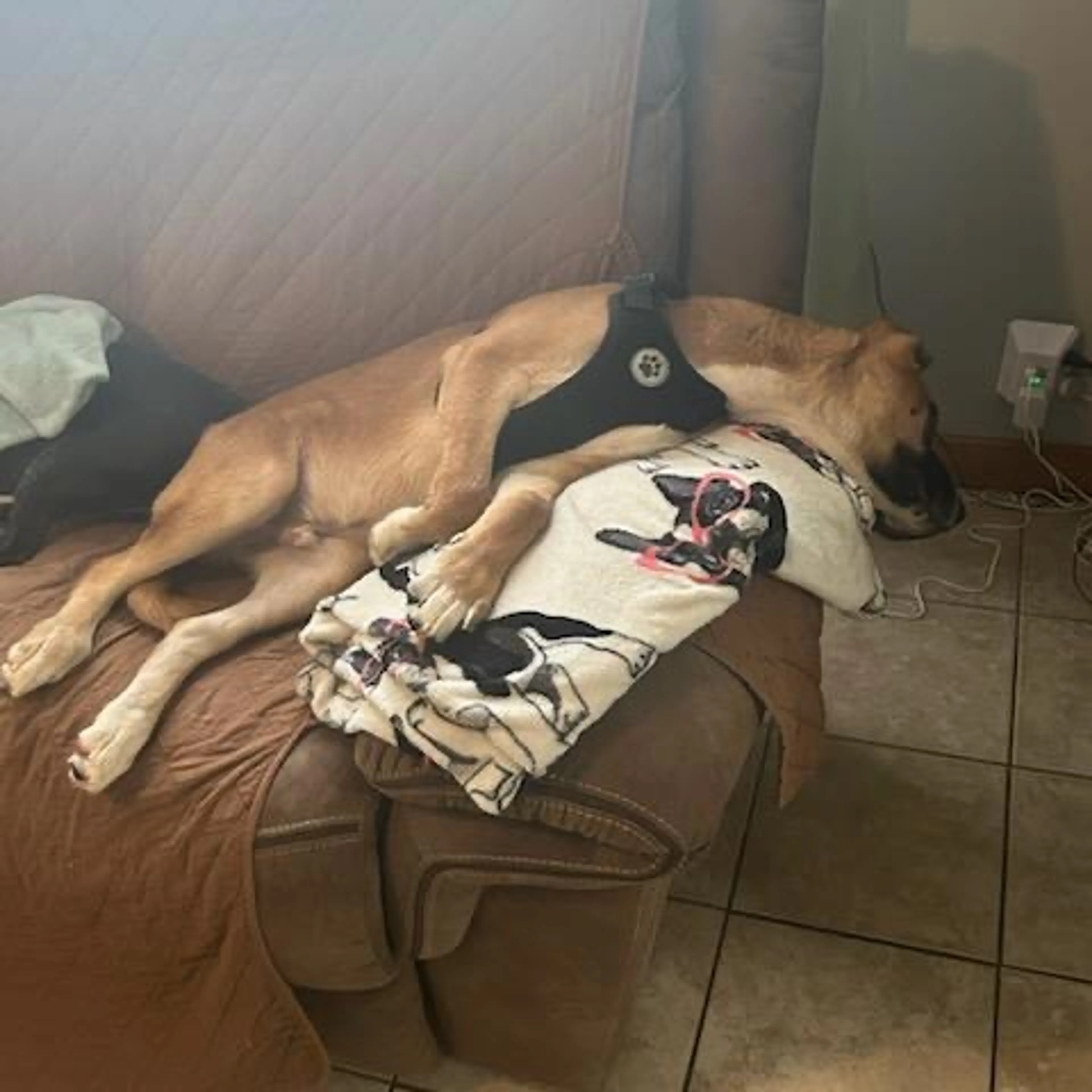 Found pet-2