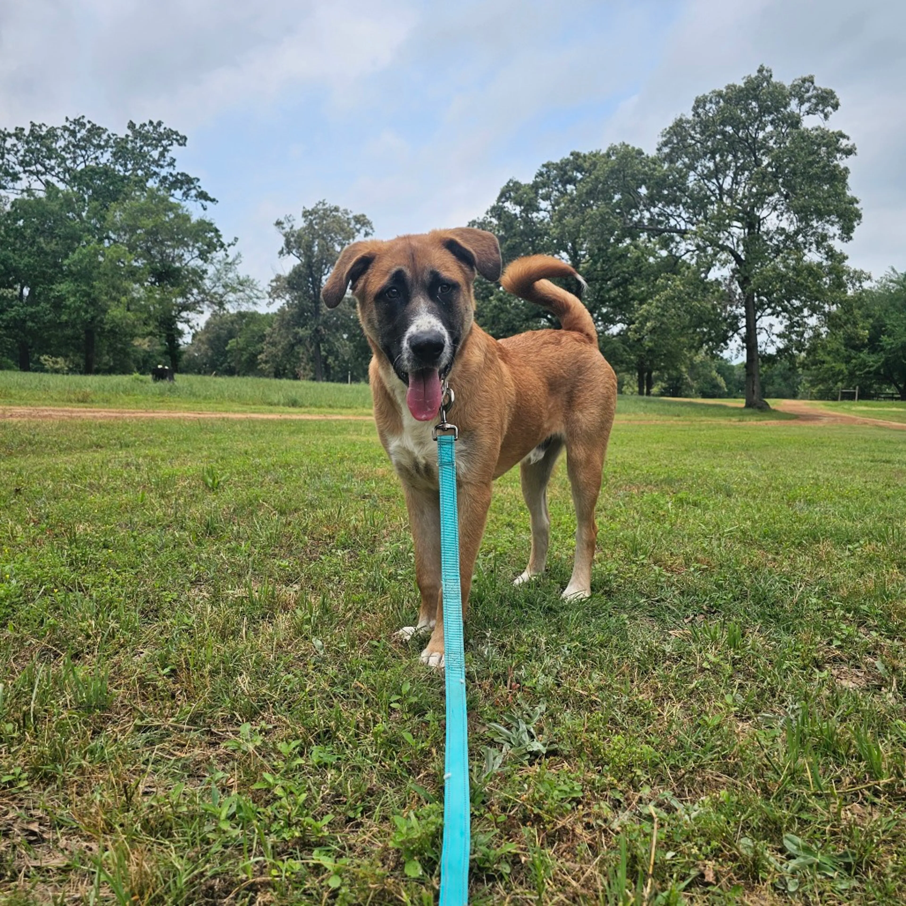 Found pet-12