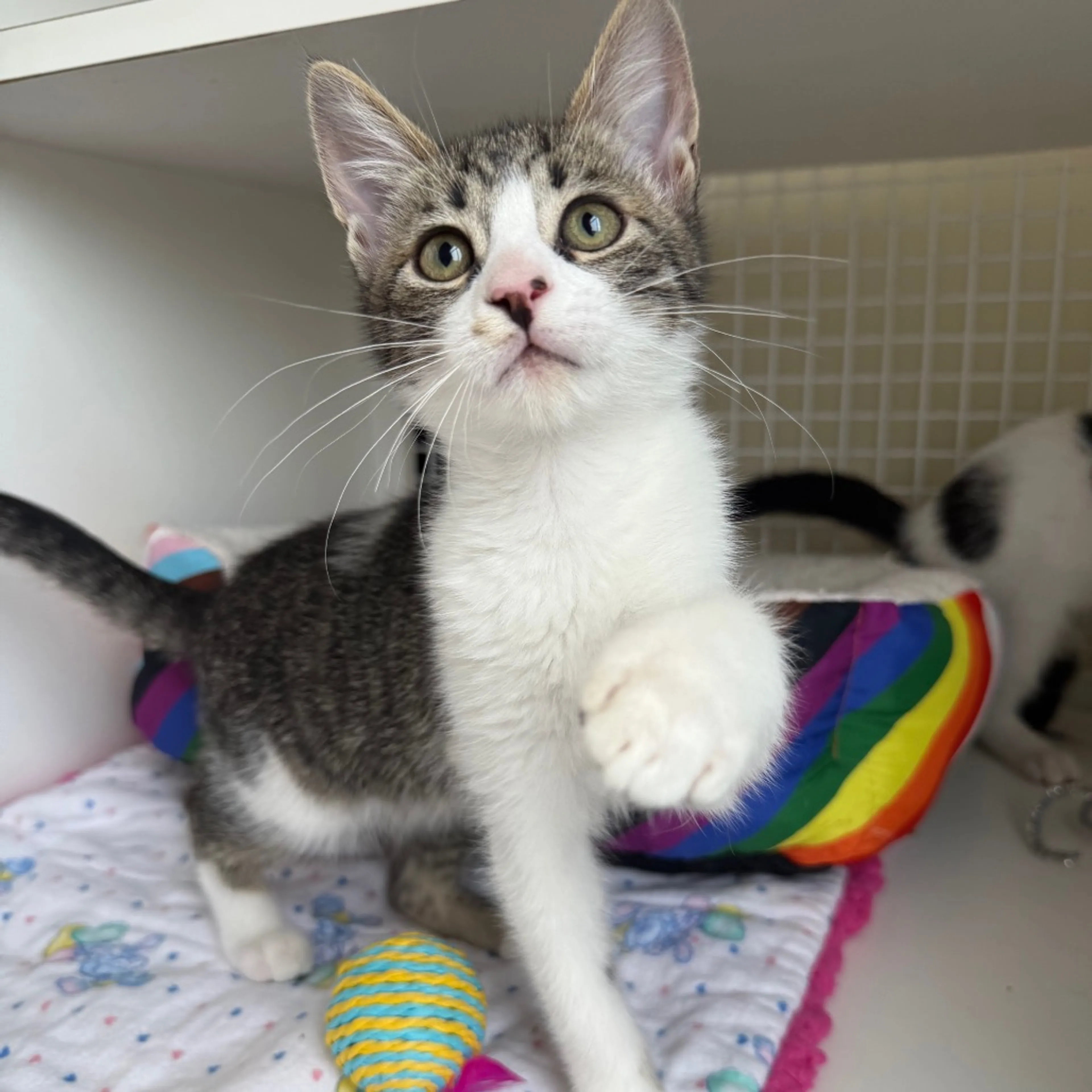 Found pet-11