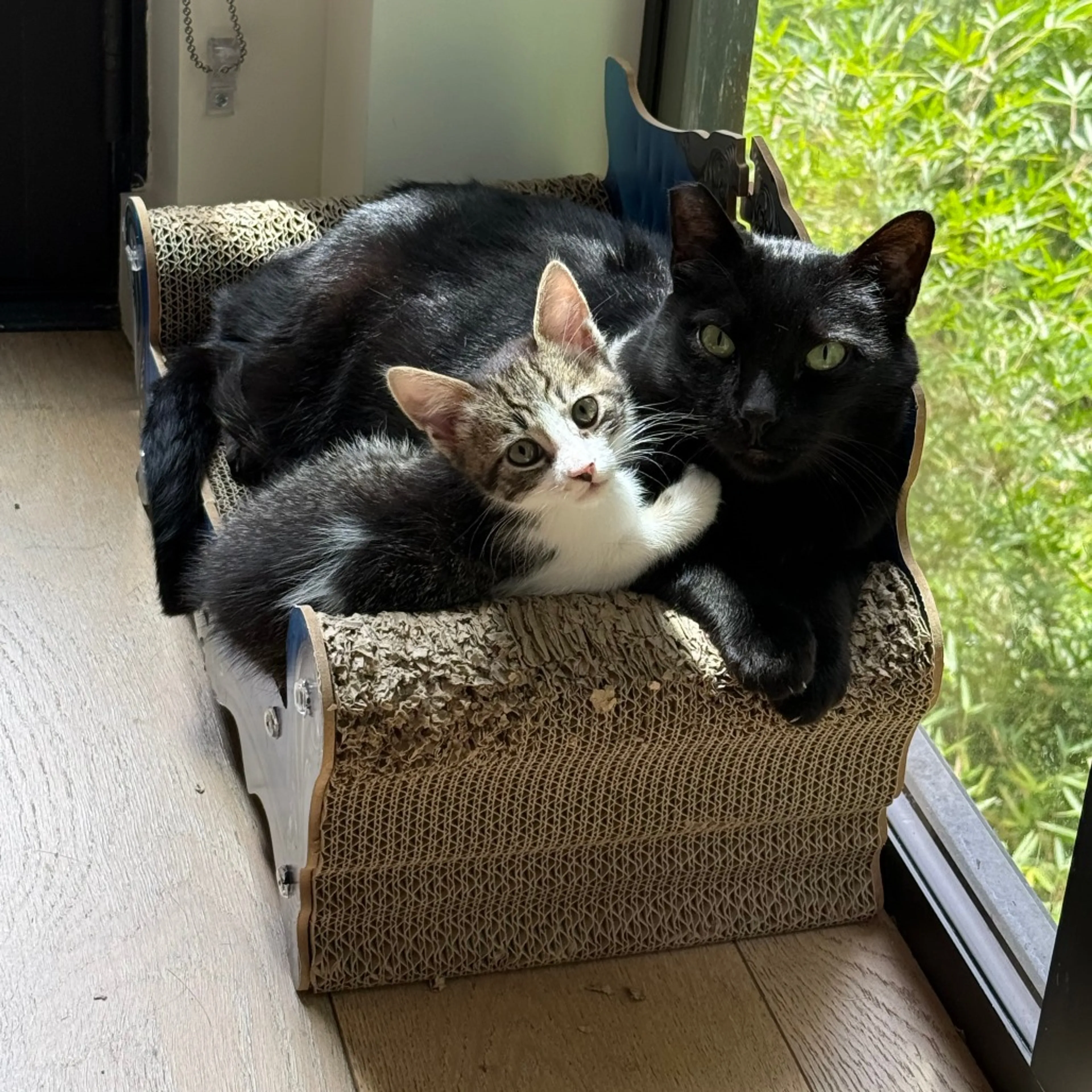Found pet-5