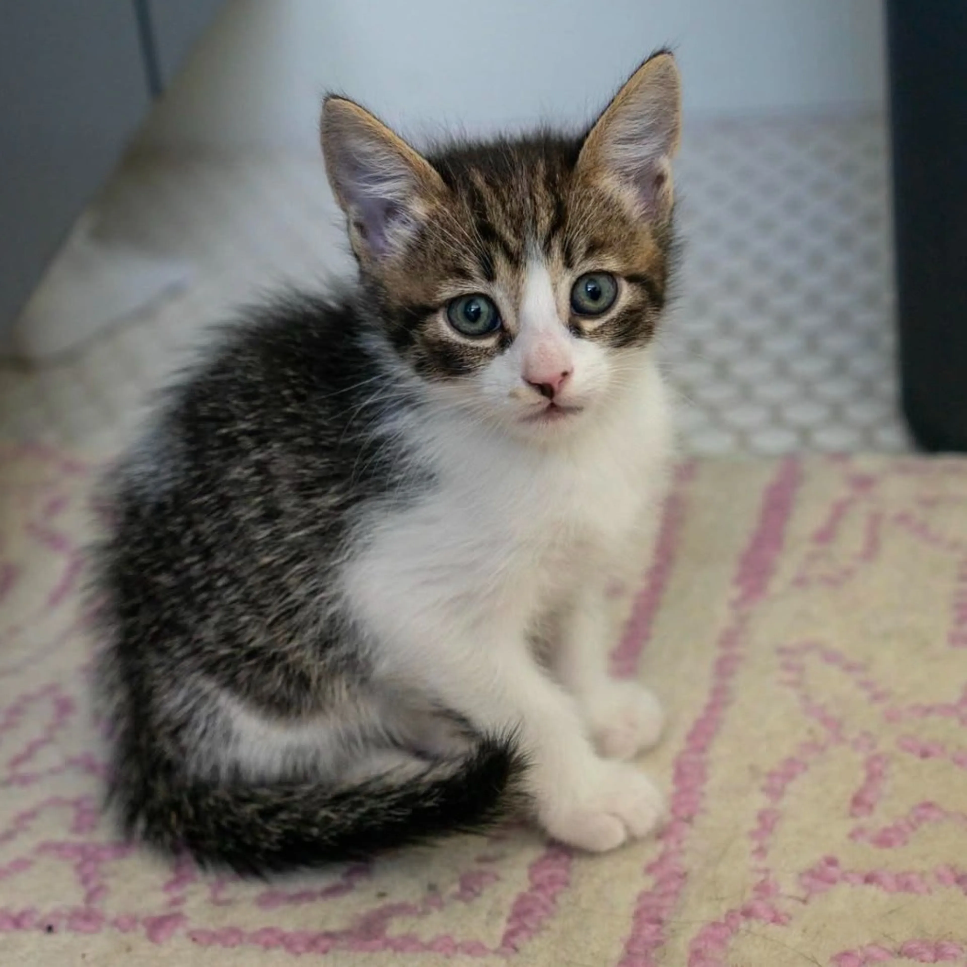 Found pet-1
