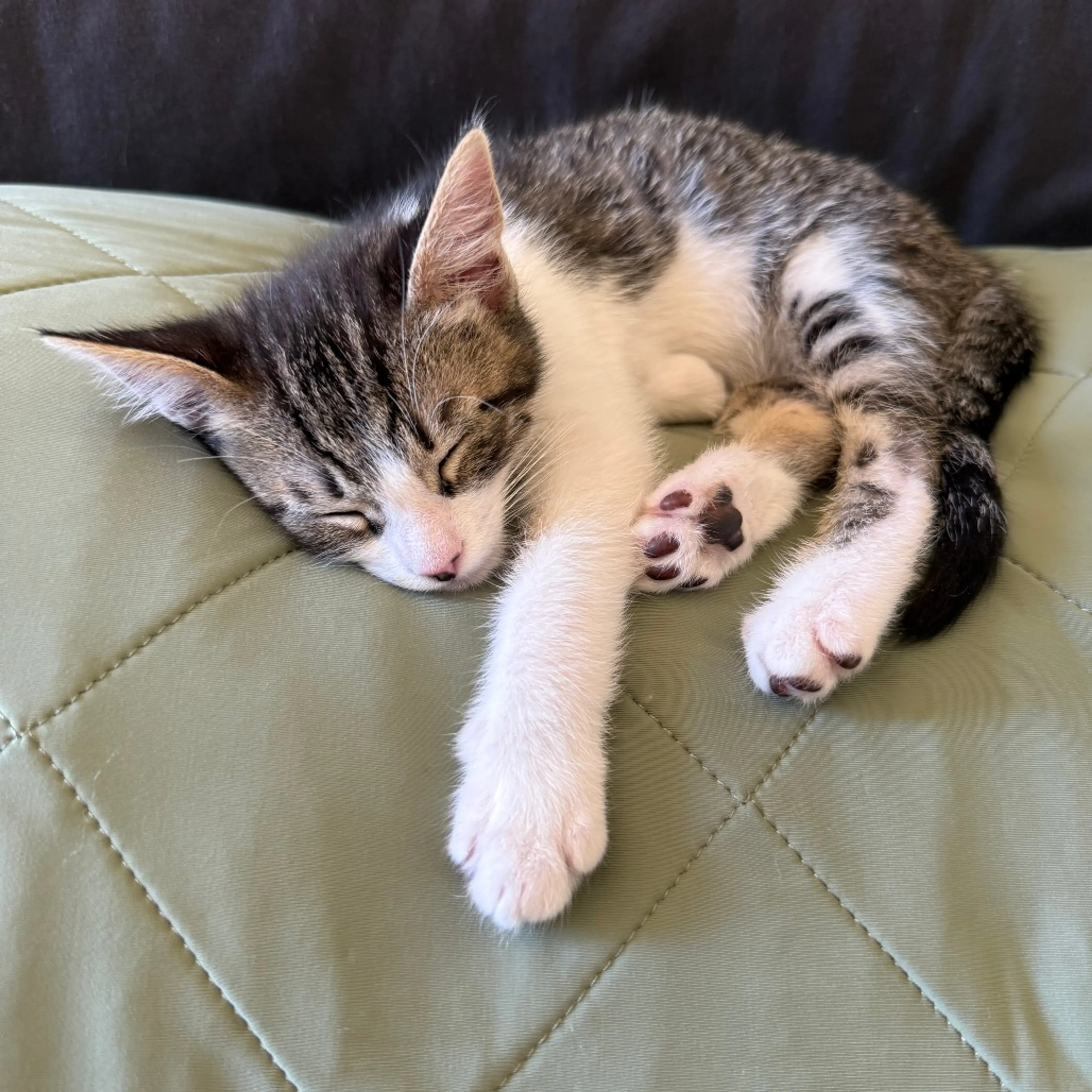Found pet-4