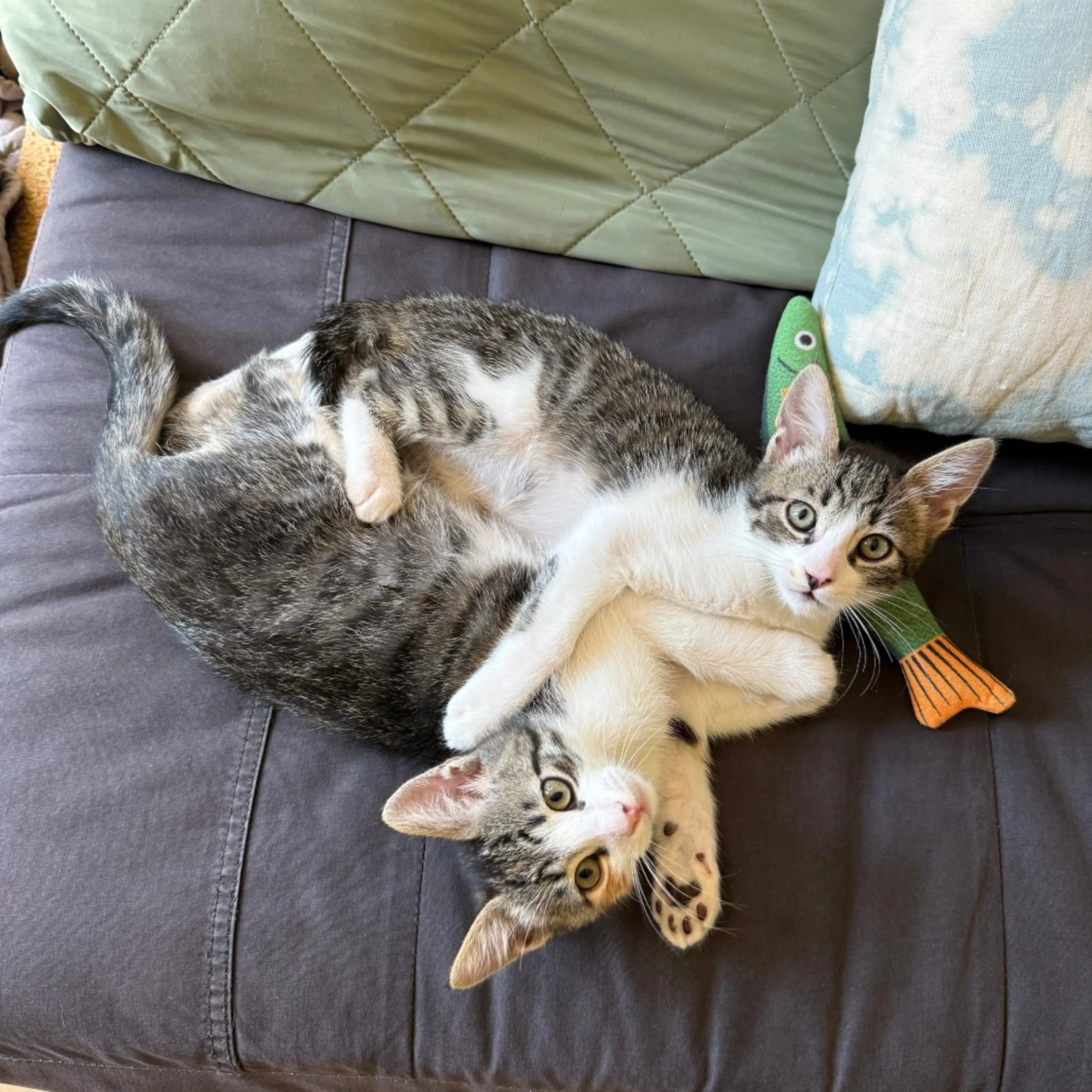 Found pet-10
