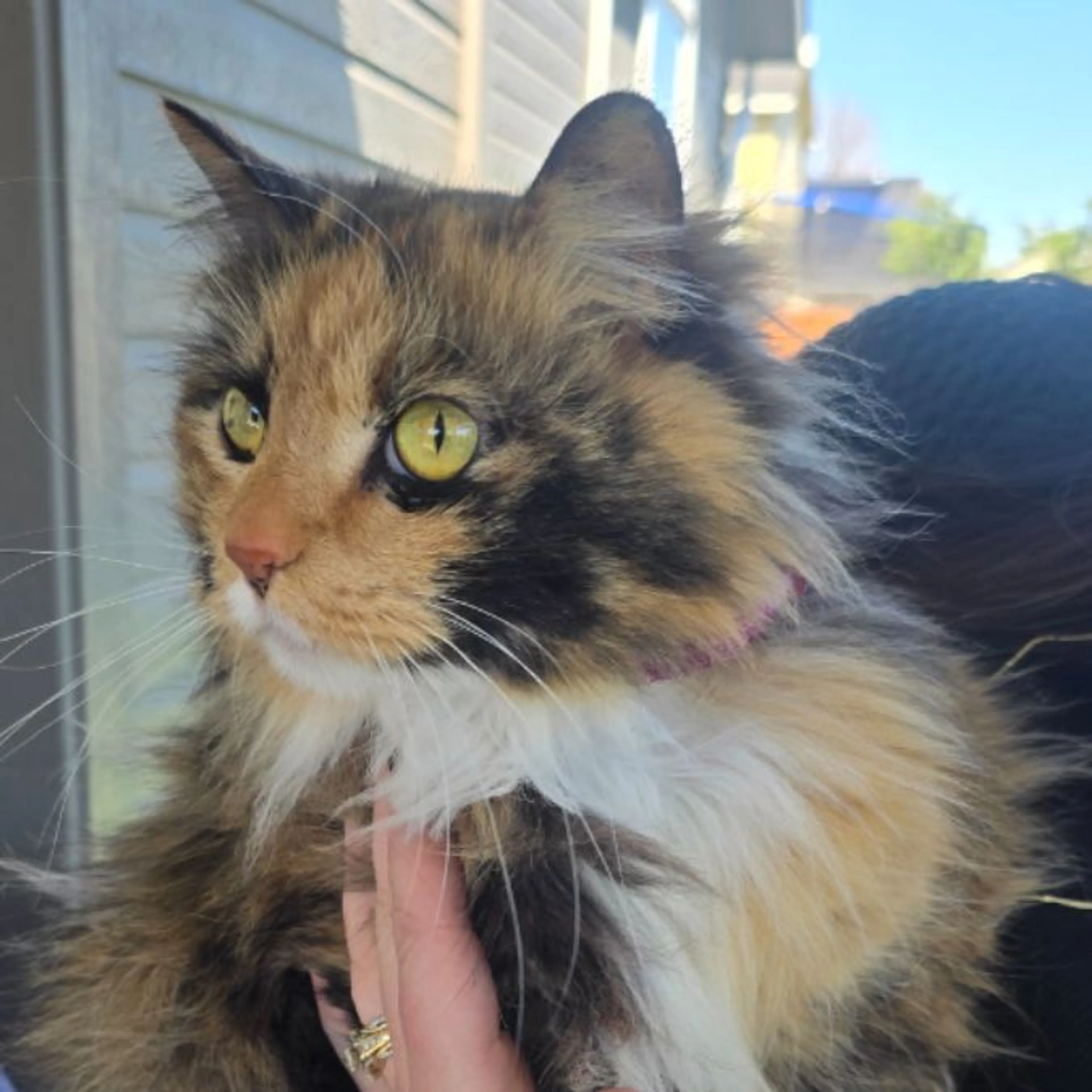 Found pet
