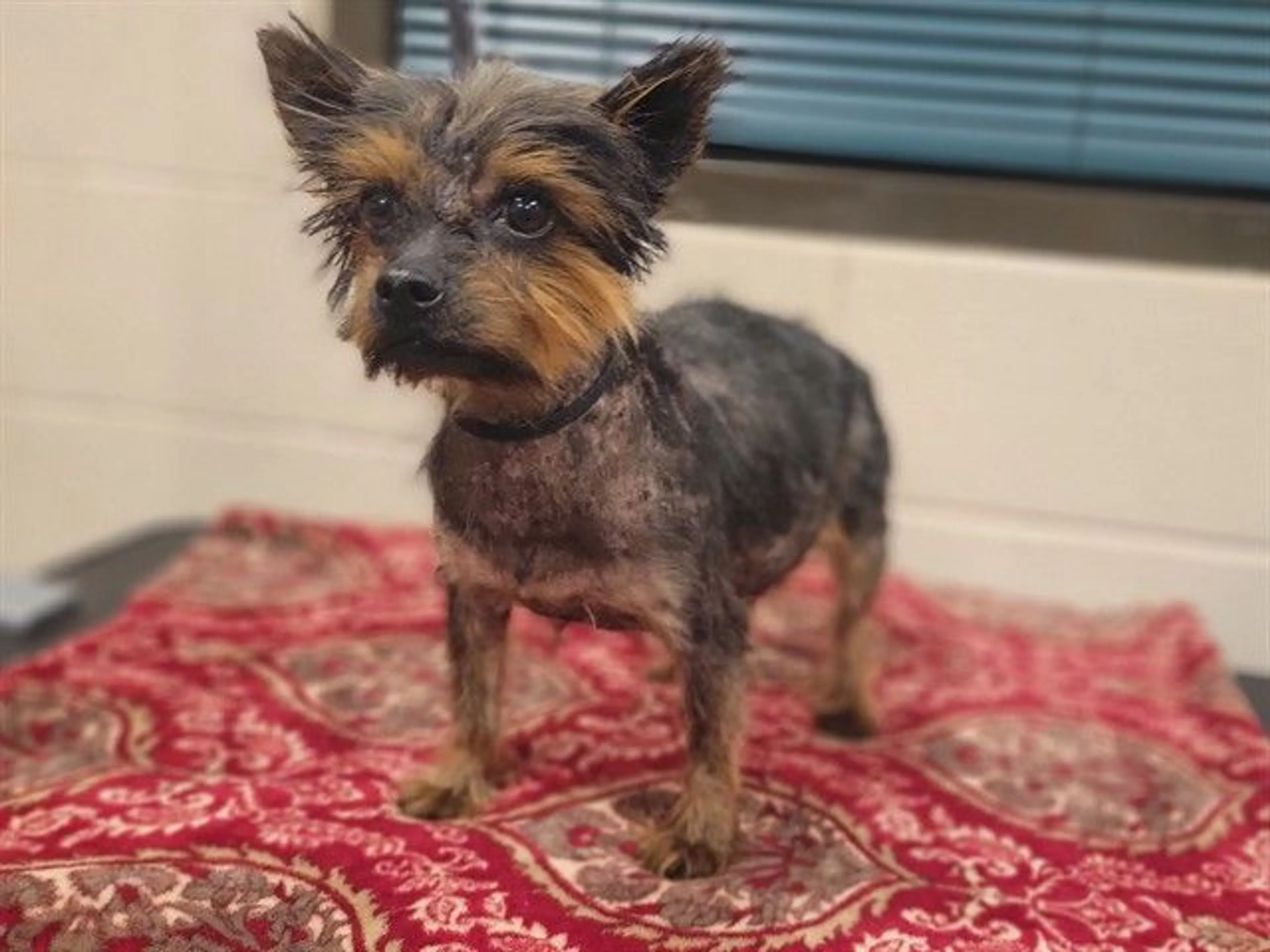 Found pet