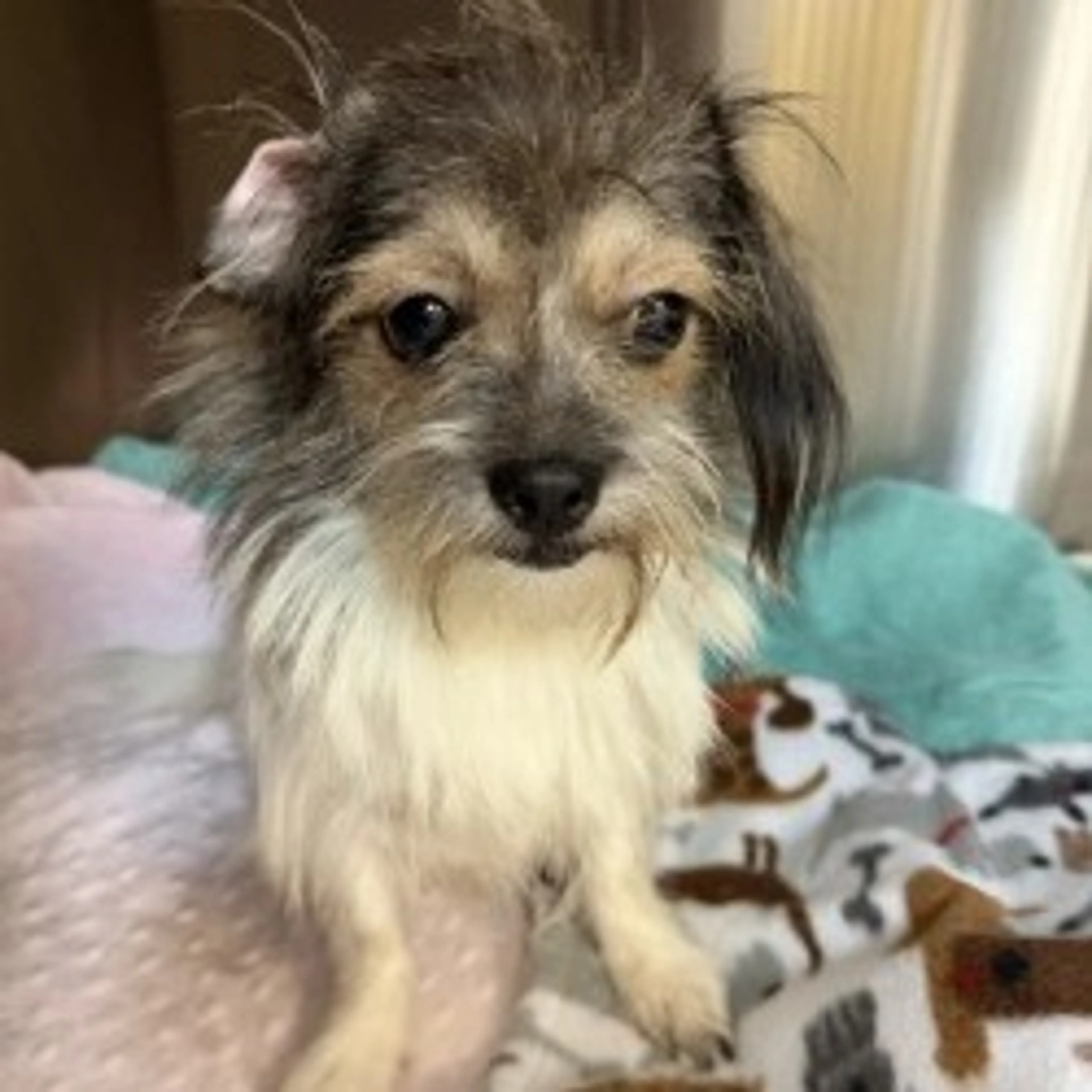 Found pet