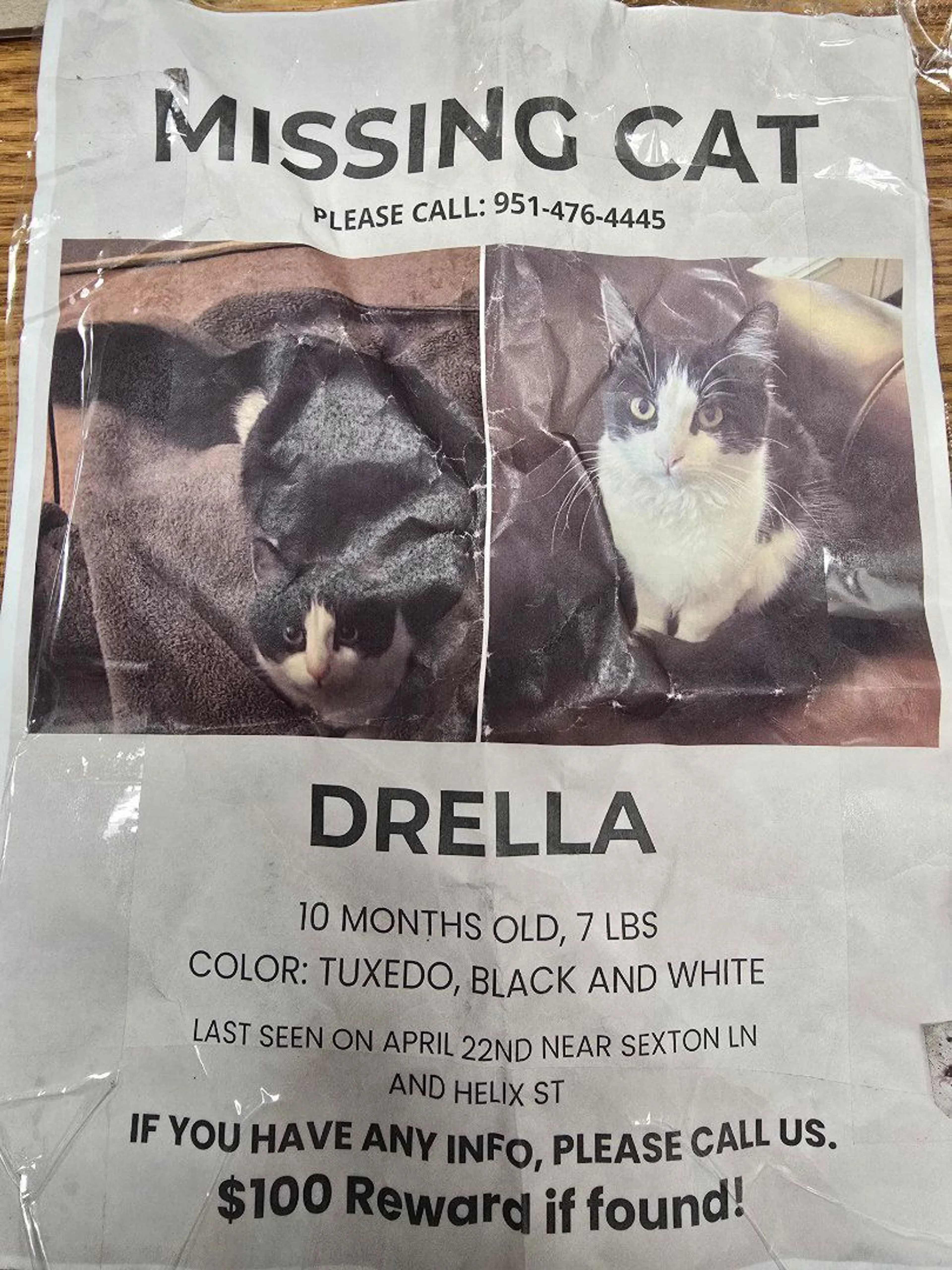 Lost pet