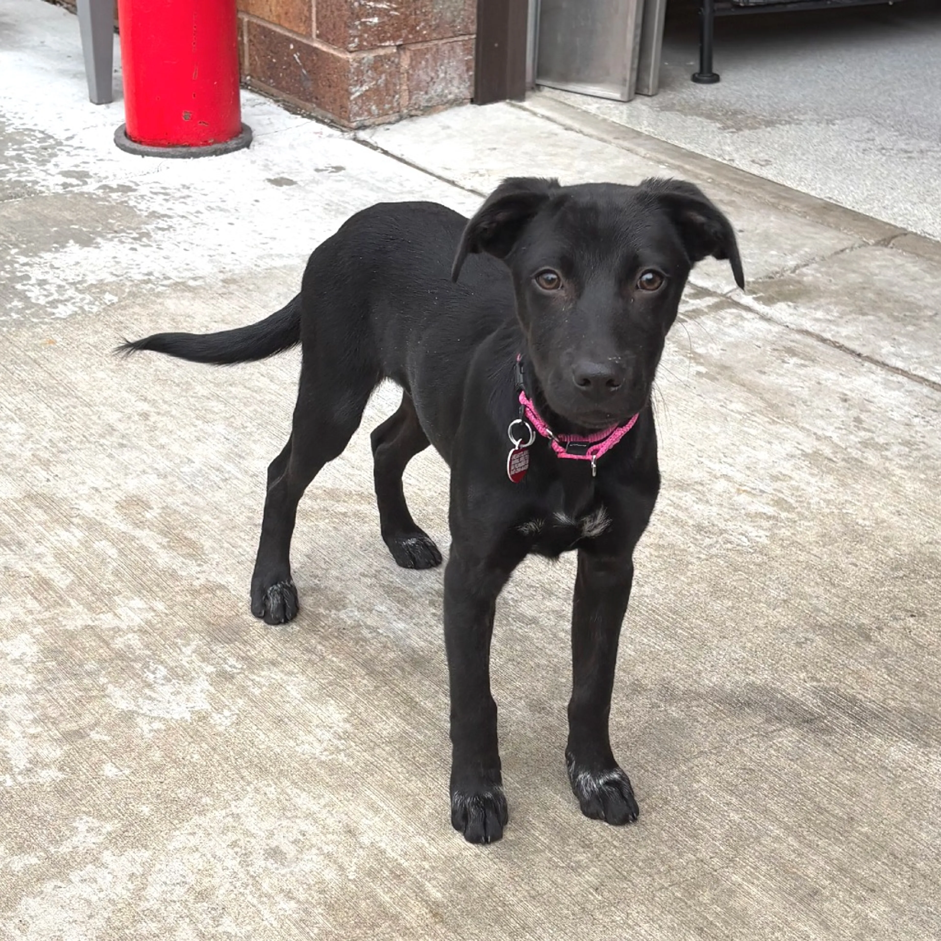Found pet-2