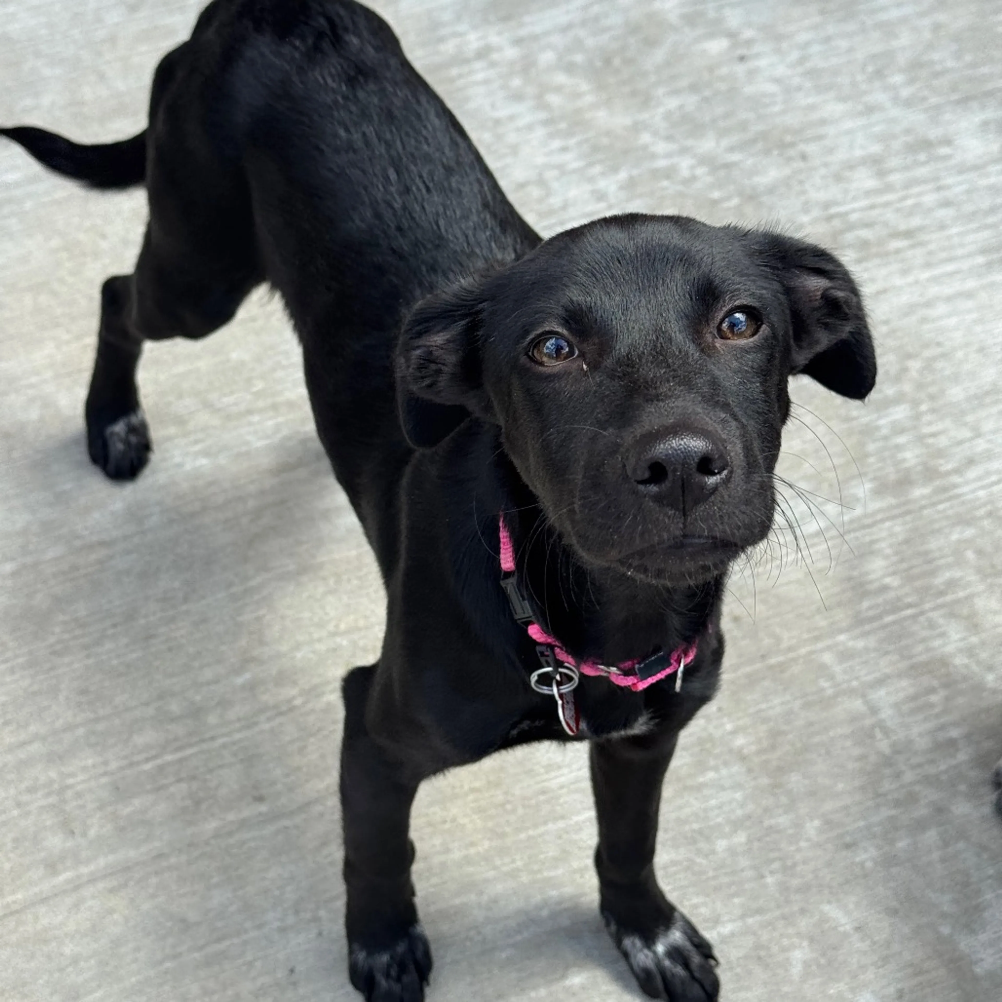 Found pet-14