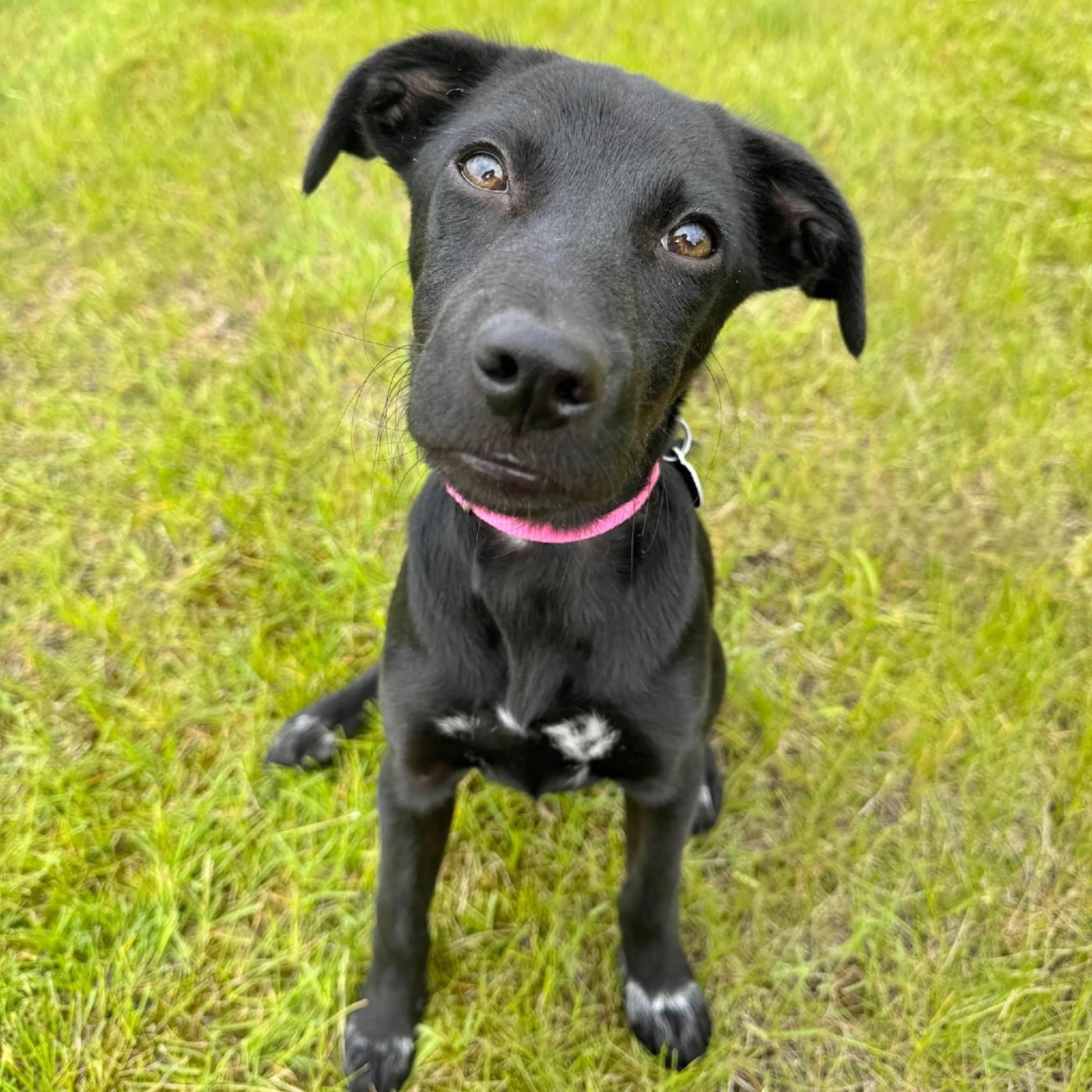 Found pet-19