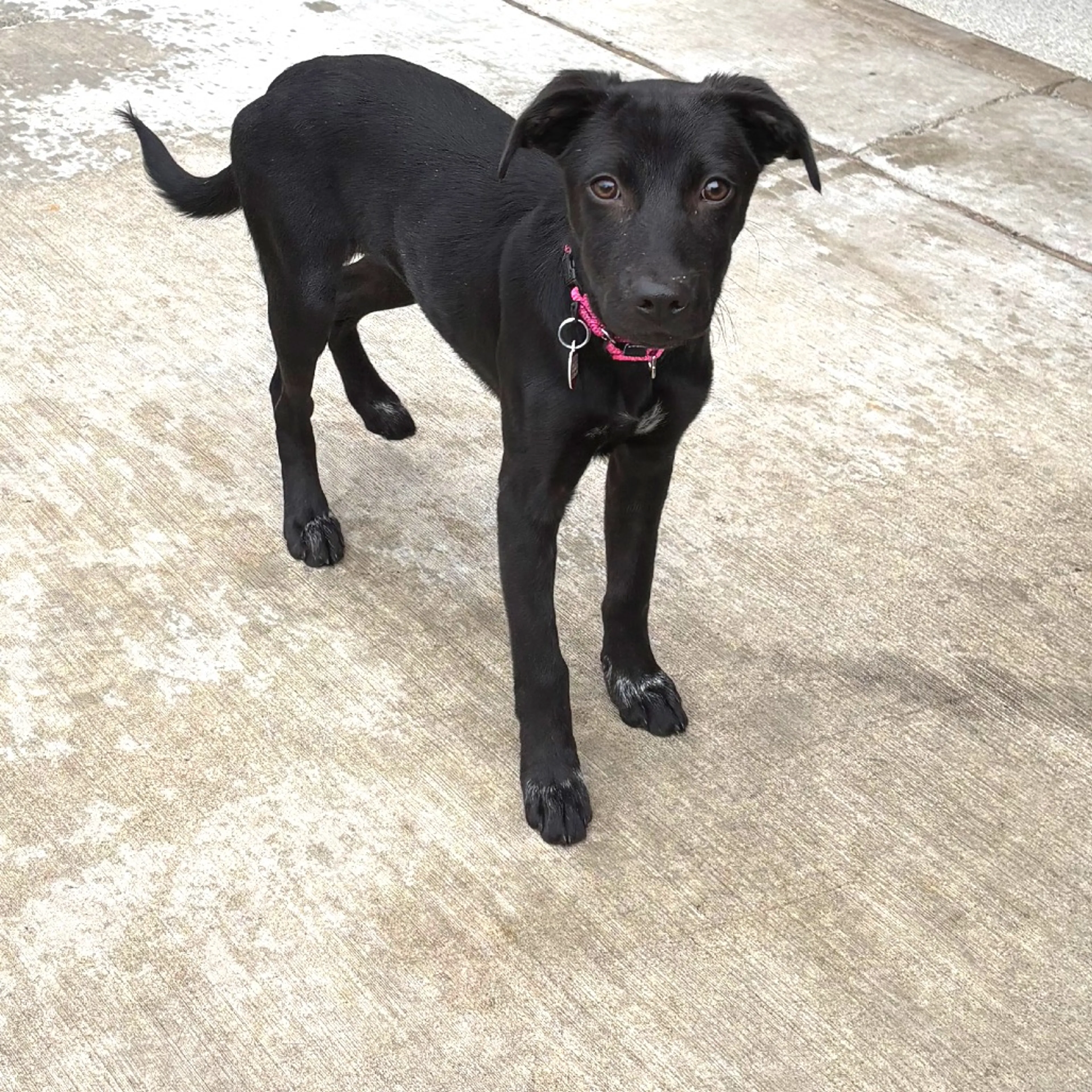 Found pet-3