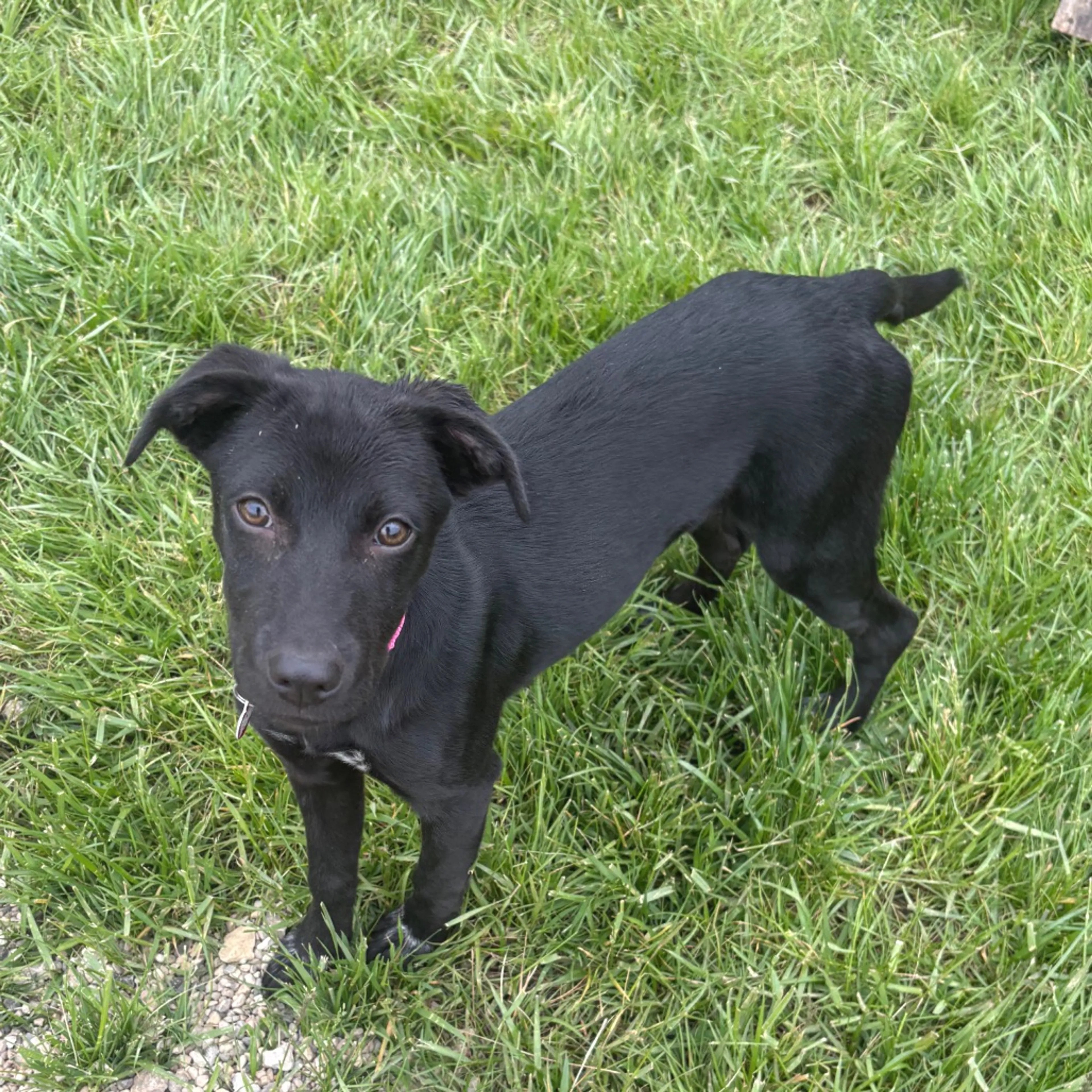 Found pet-1
