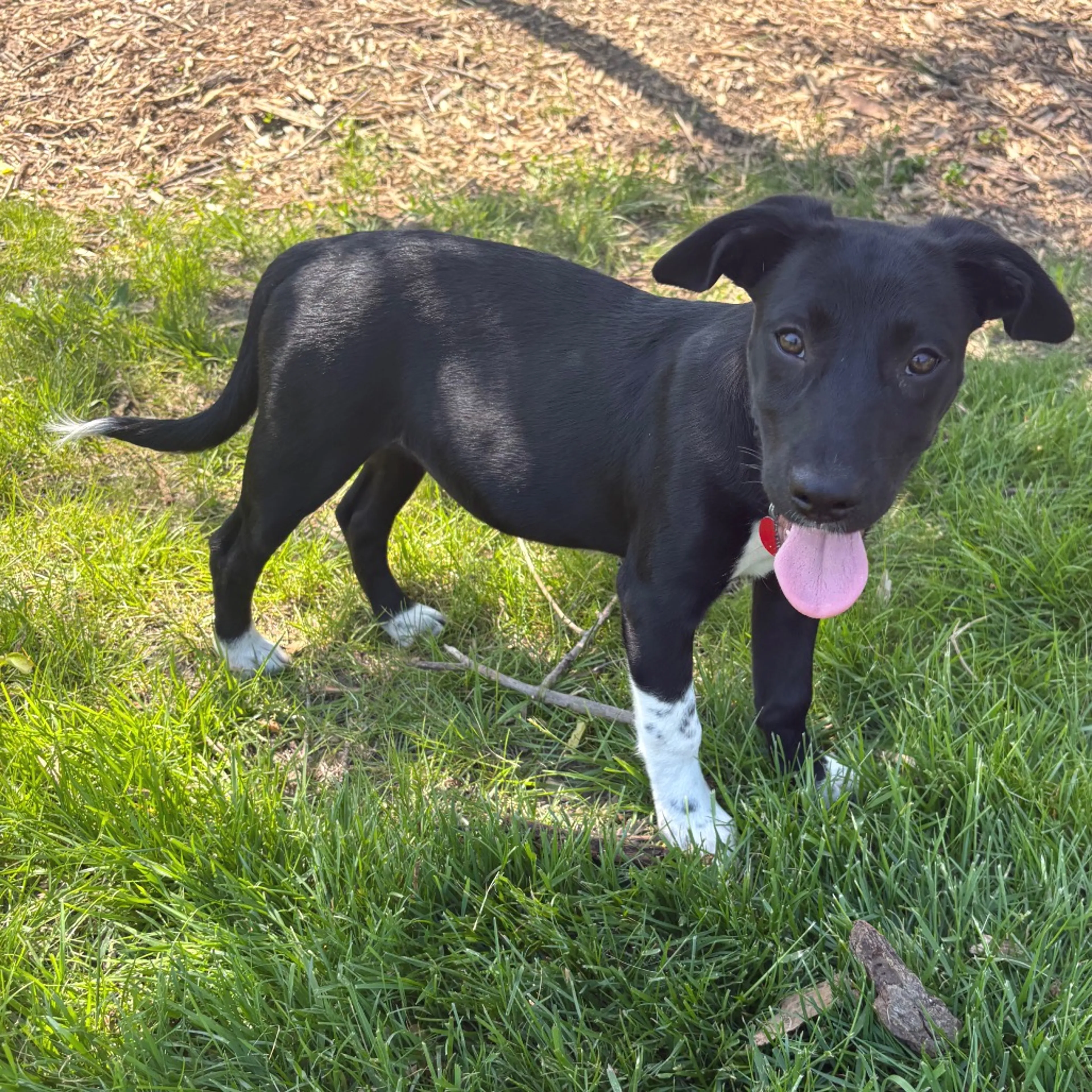 Found pet-24