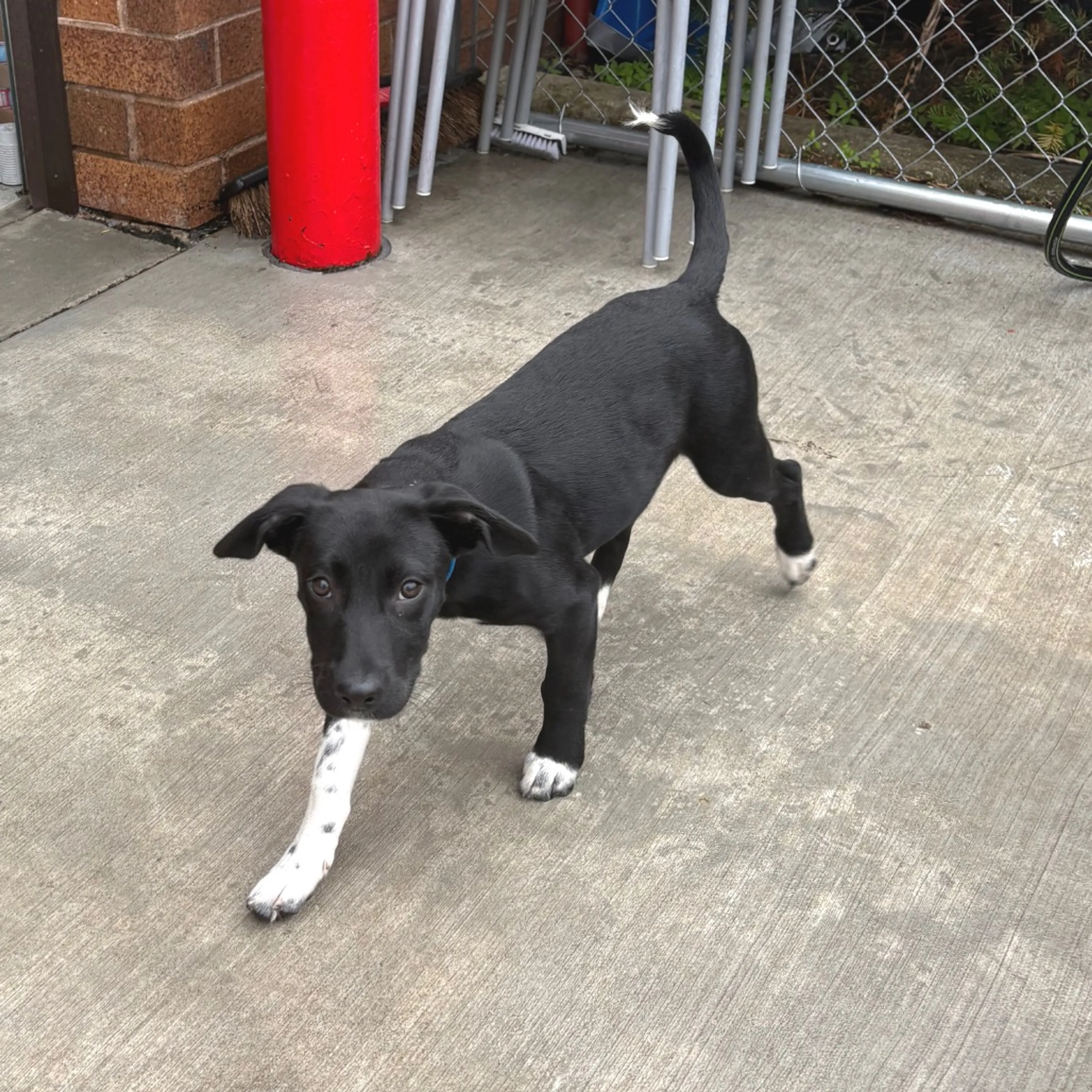 Found pet-5