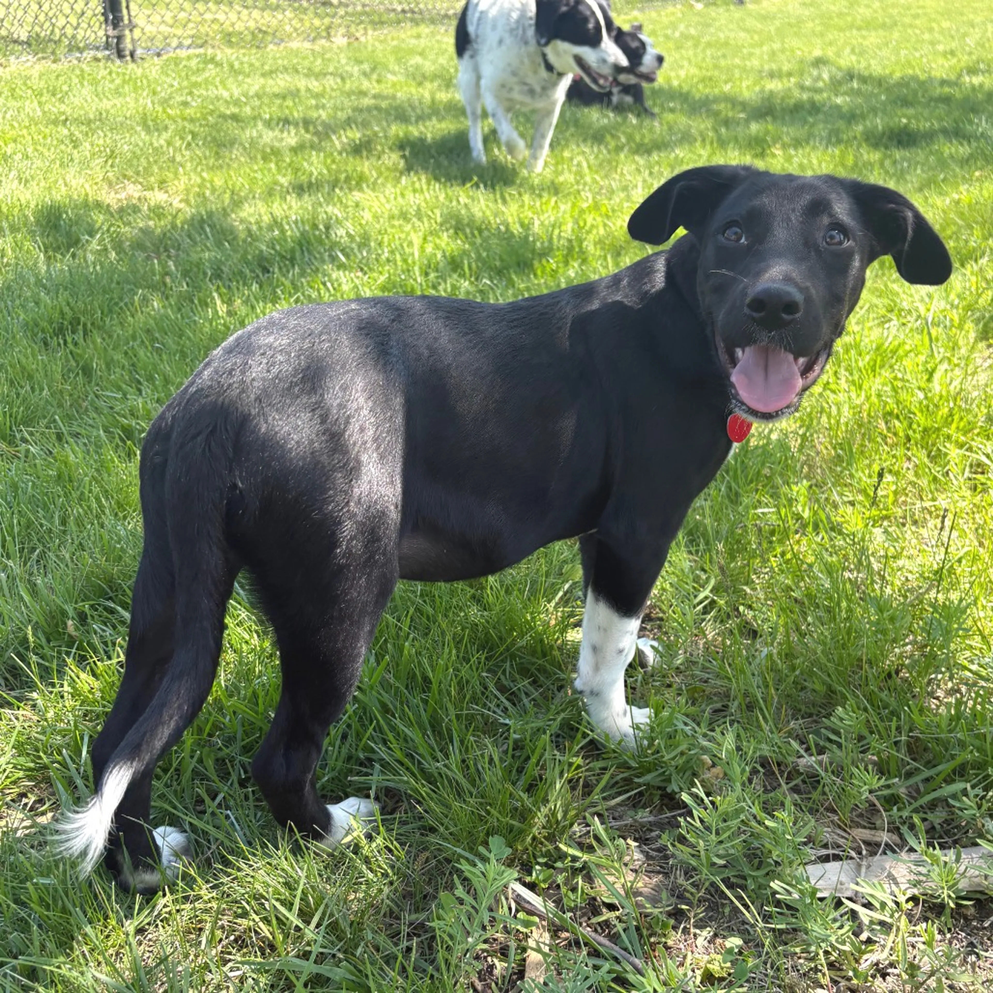 Found pet-23