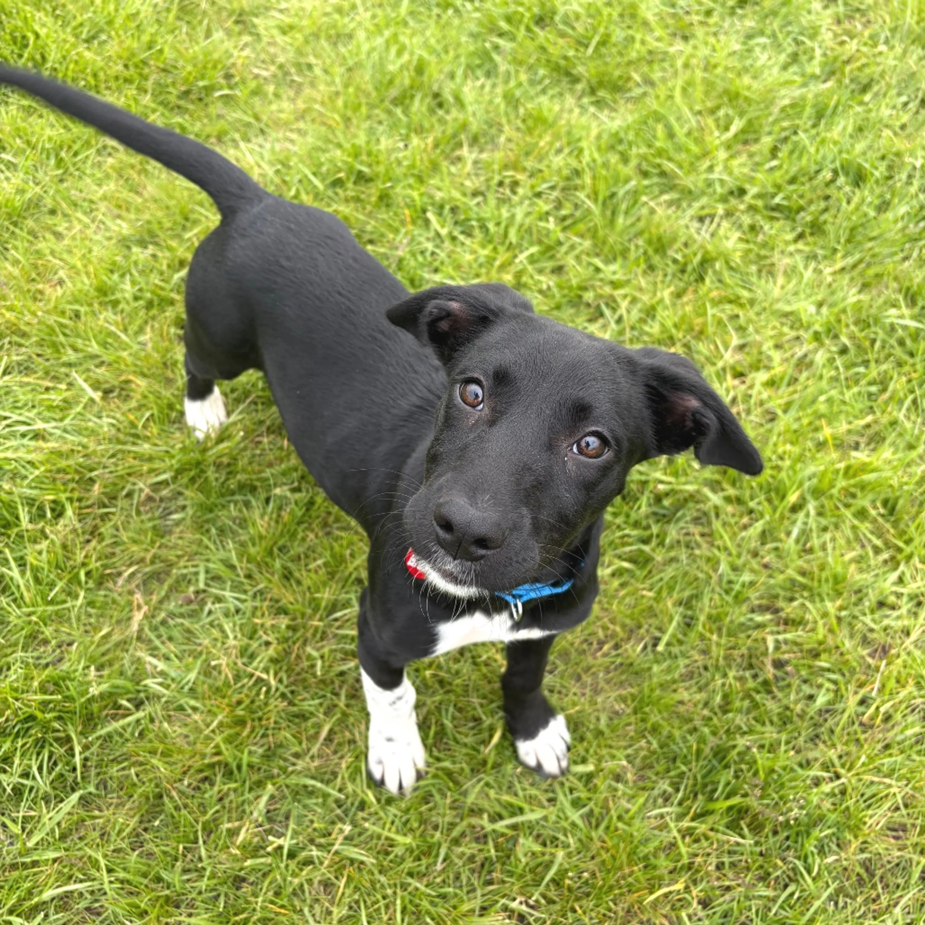 Found pet-3