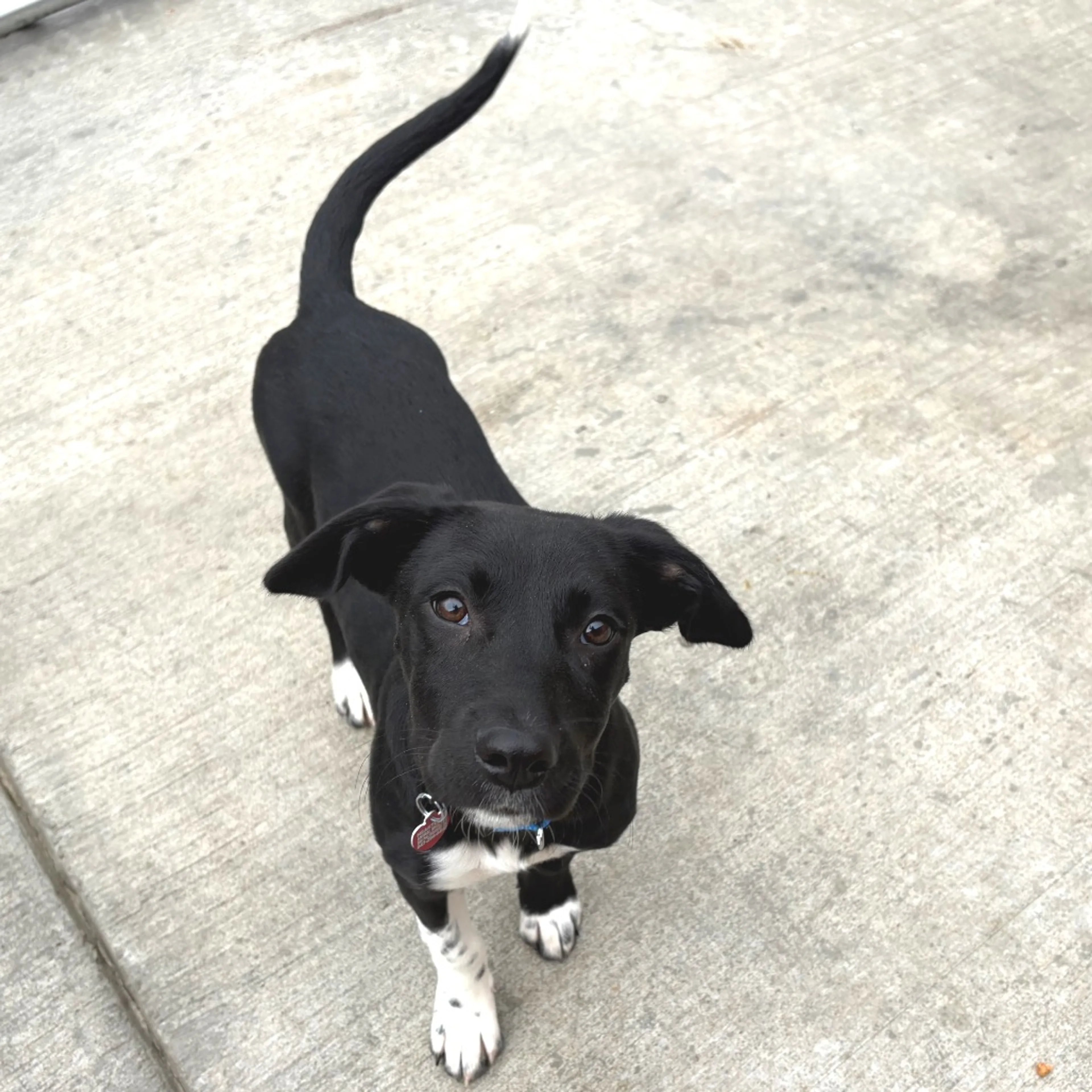 Found pet-4