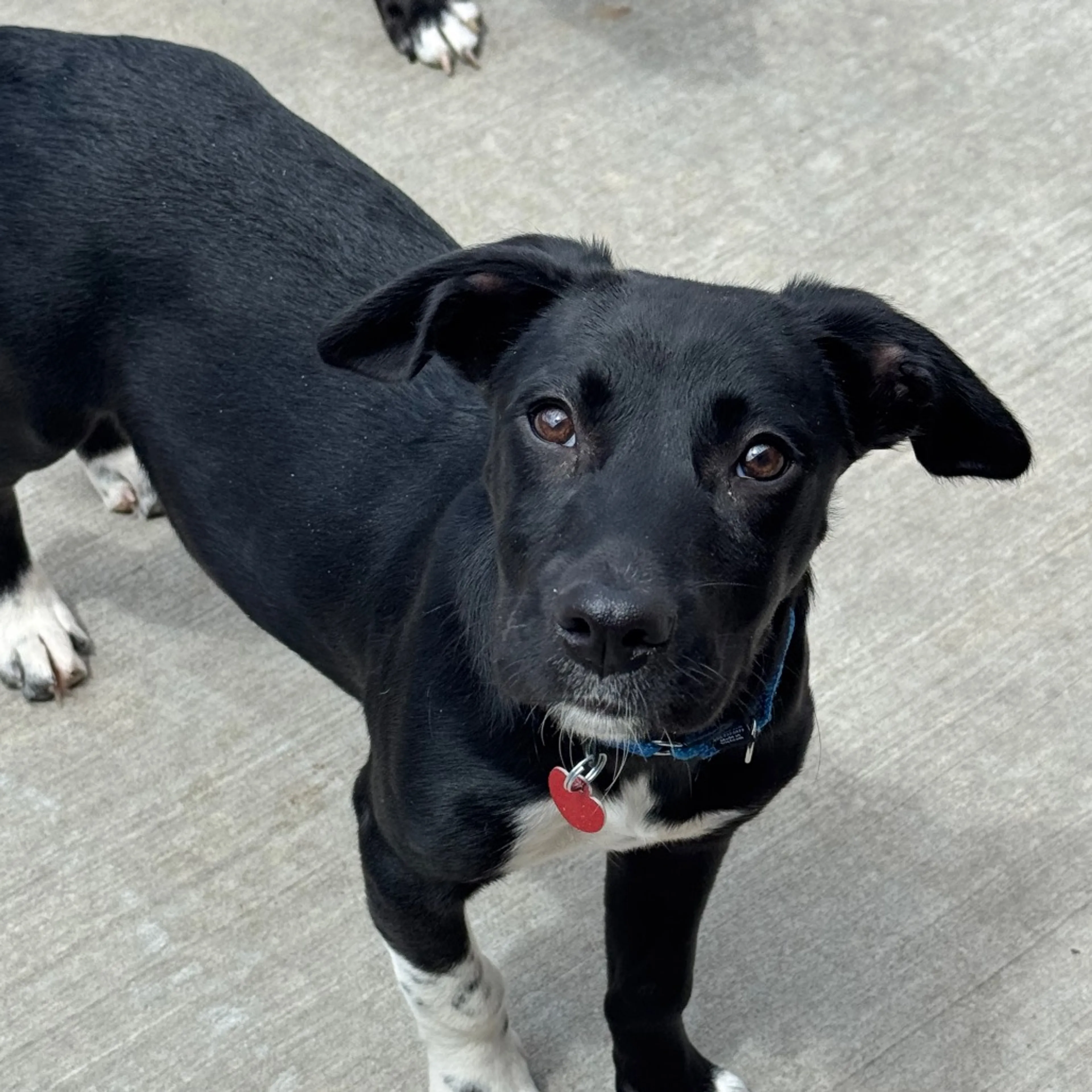 Found pet-19