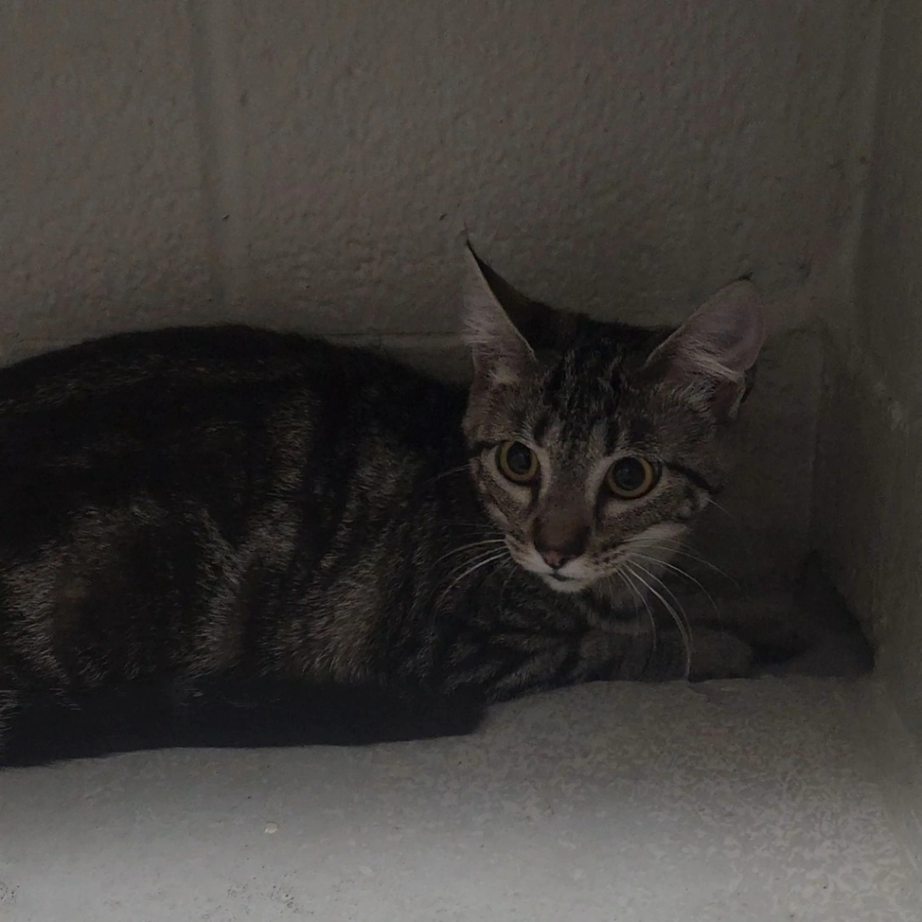 Found pet-1