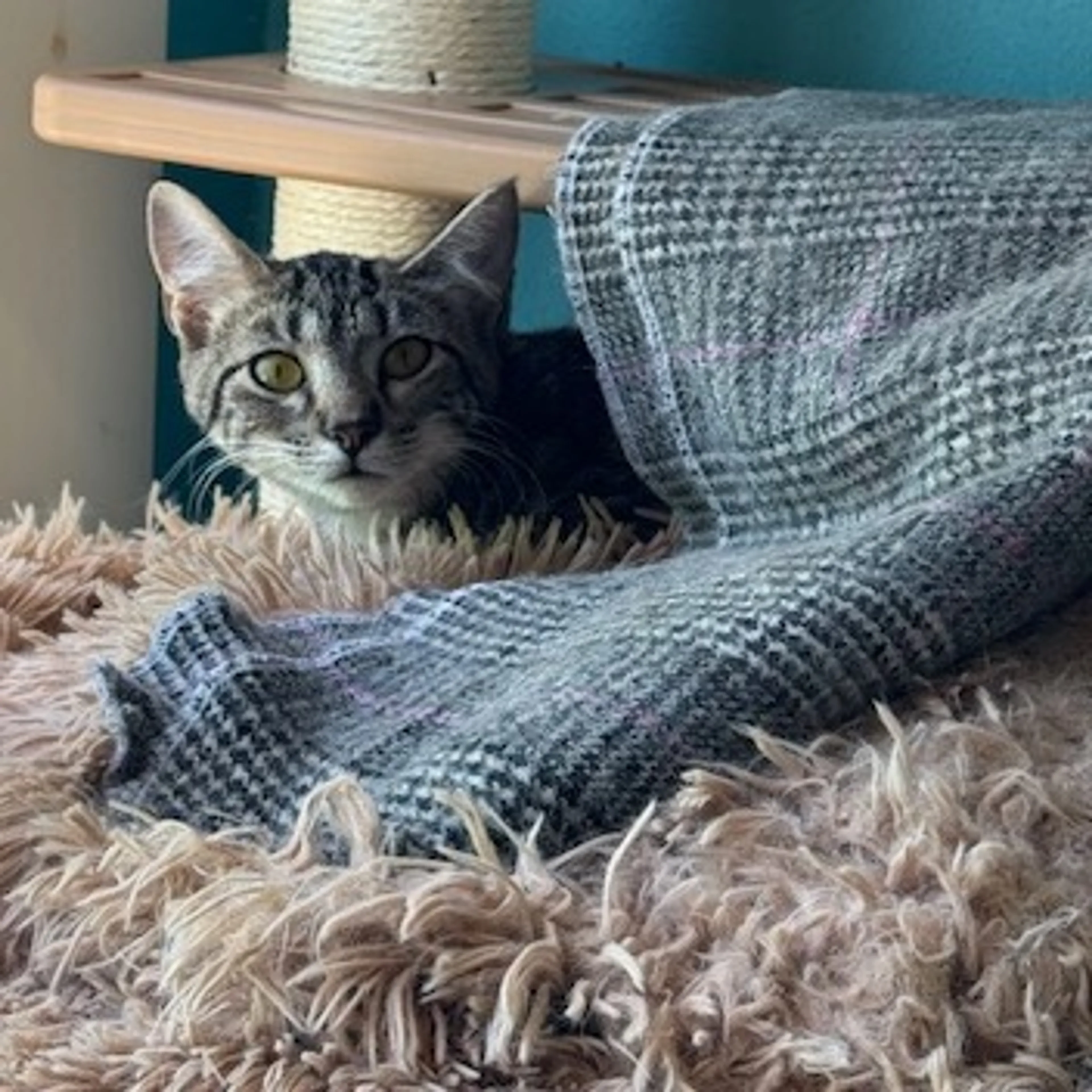 Found pet-2