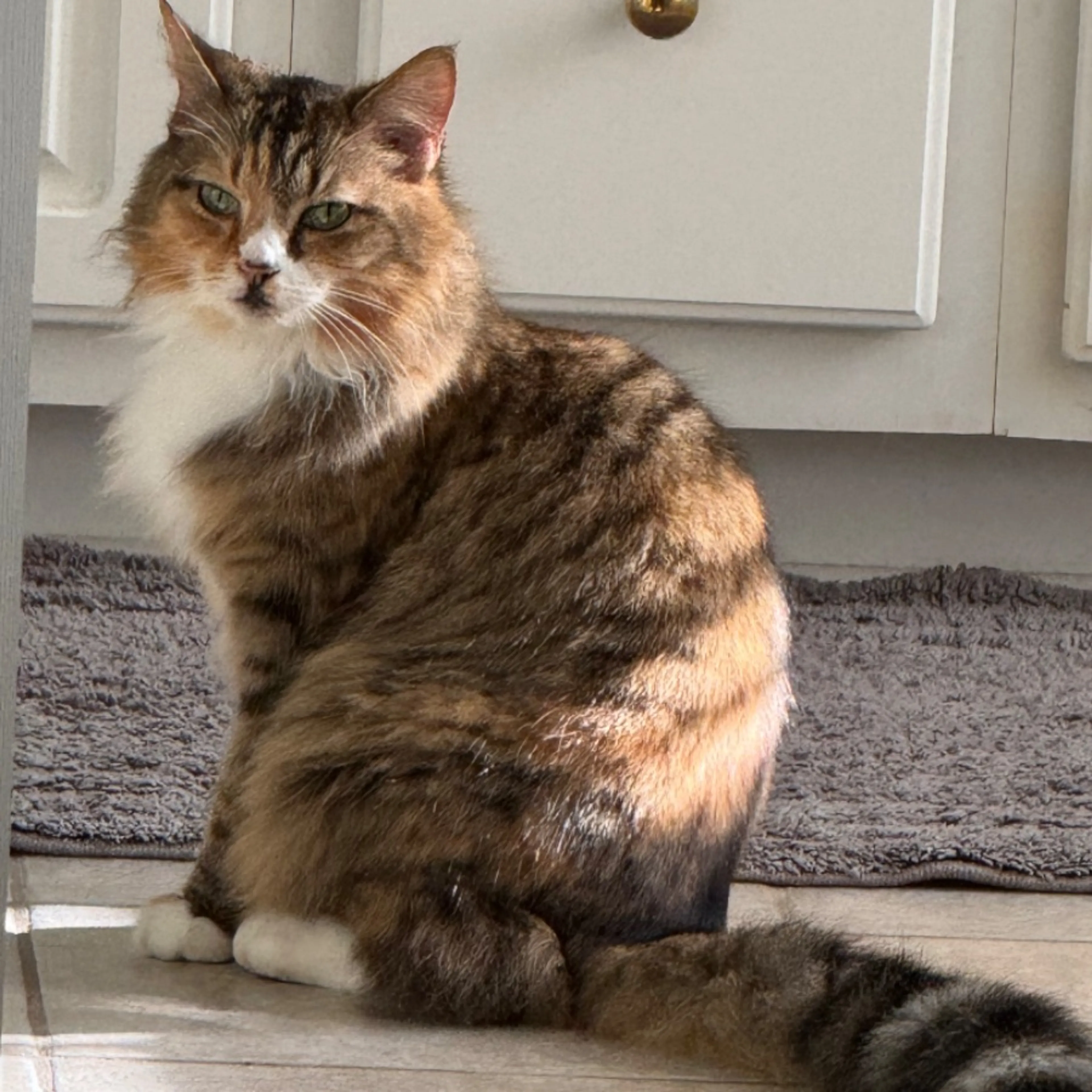Lost pet