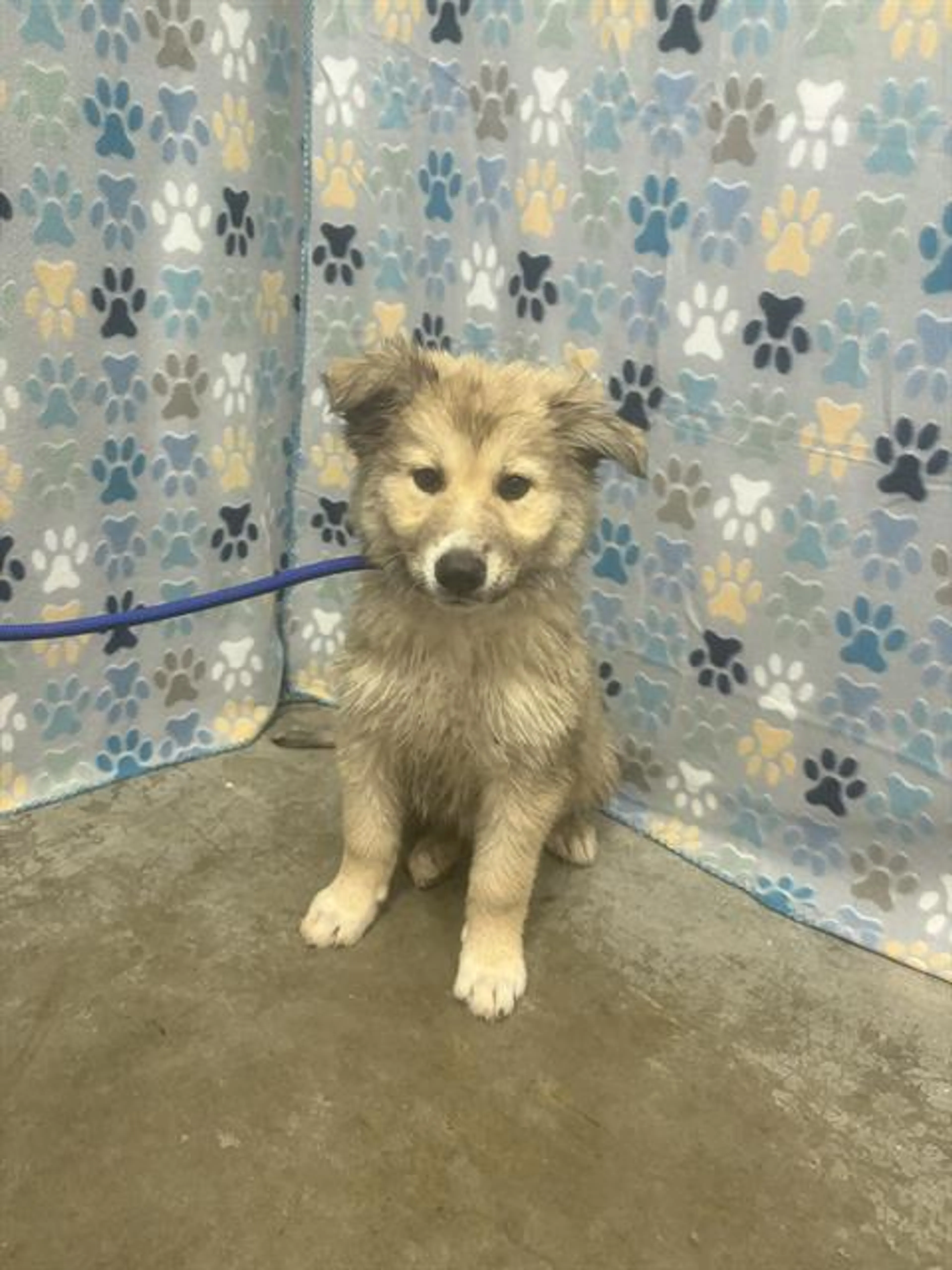 Found pet
