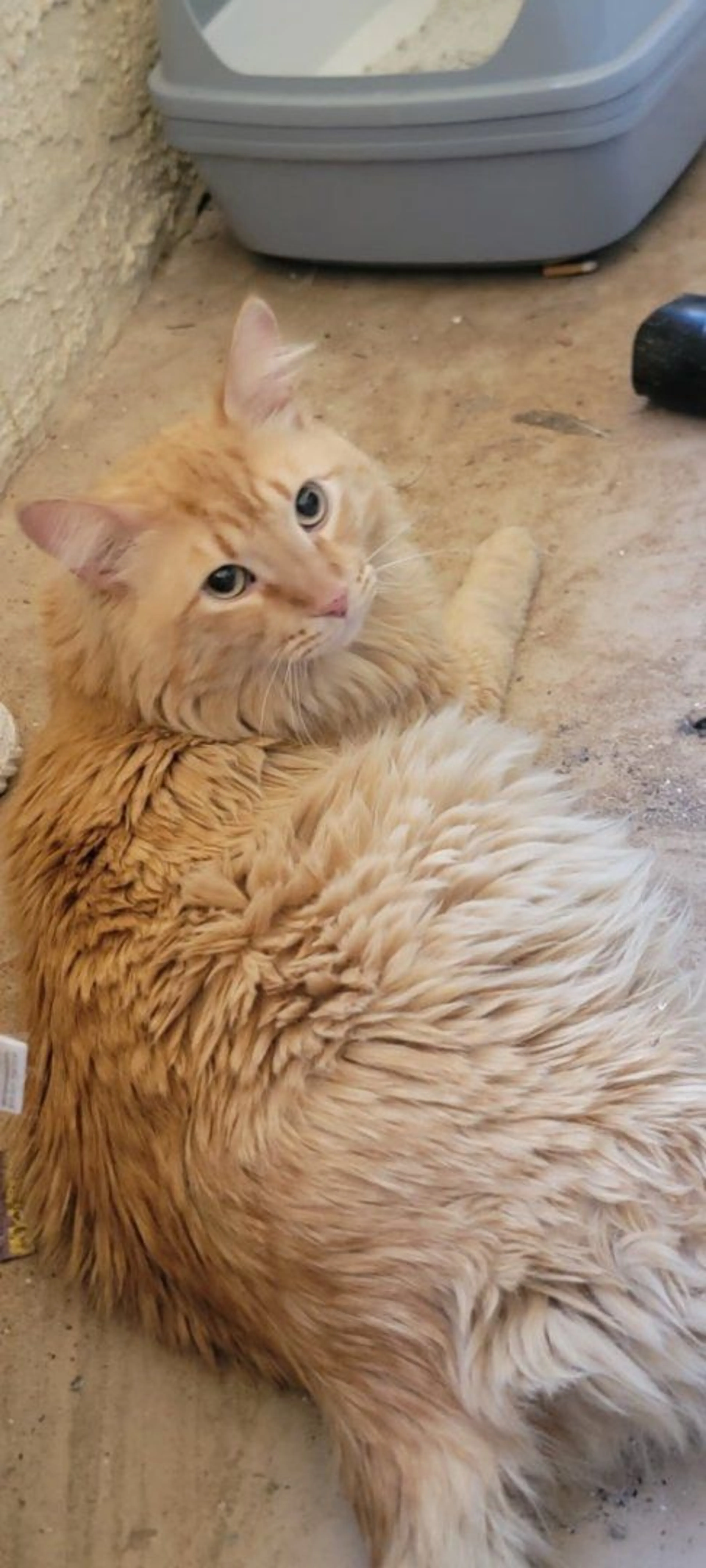 Lost pet