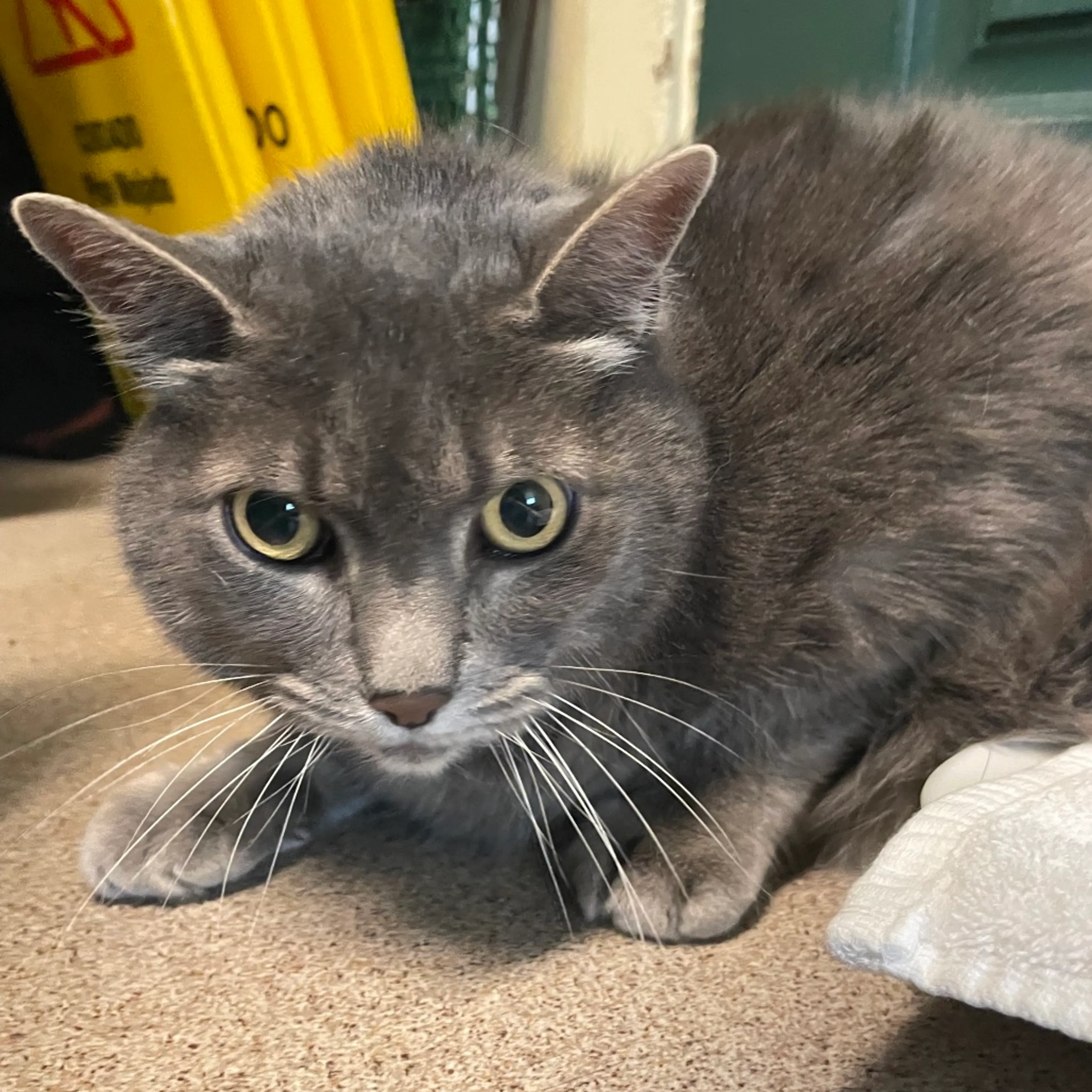 Found pet-1