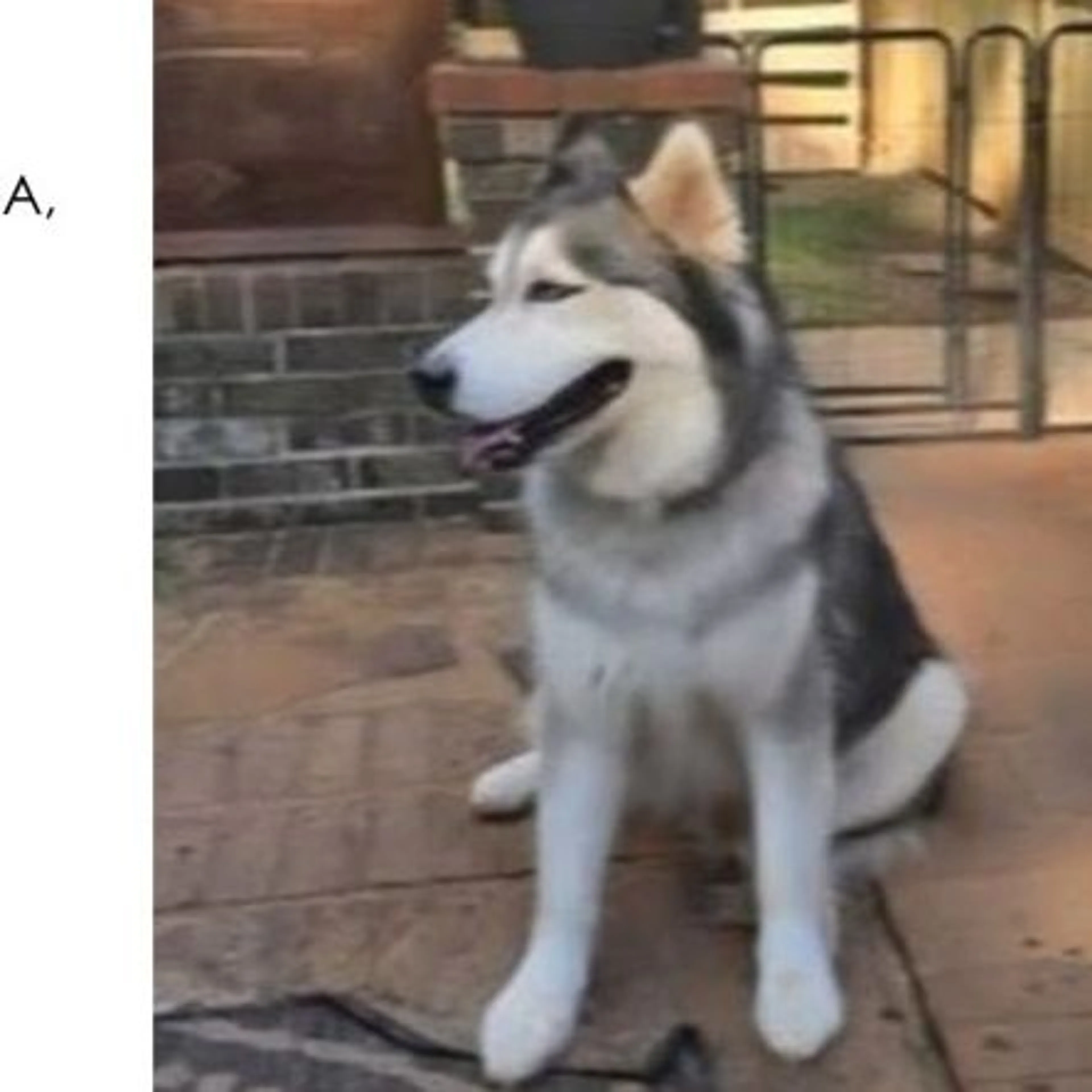 Lost pet
