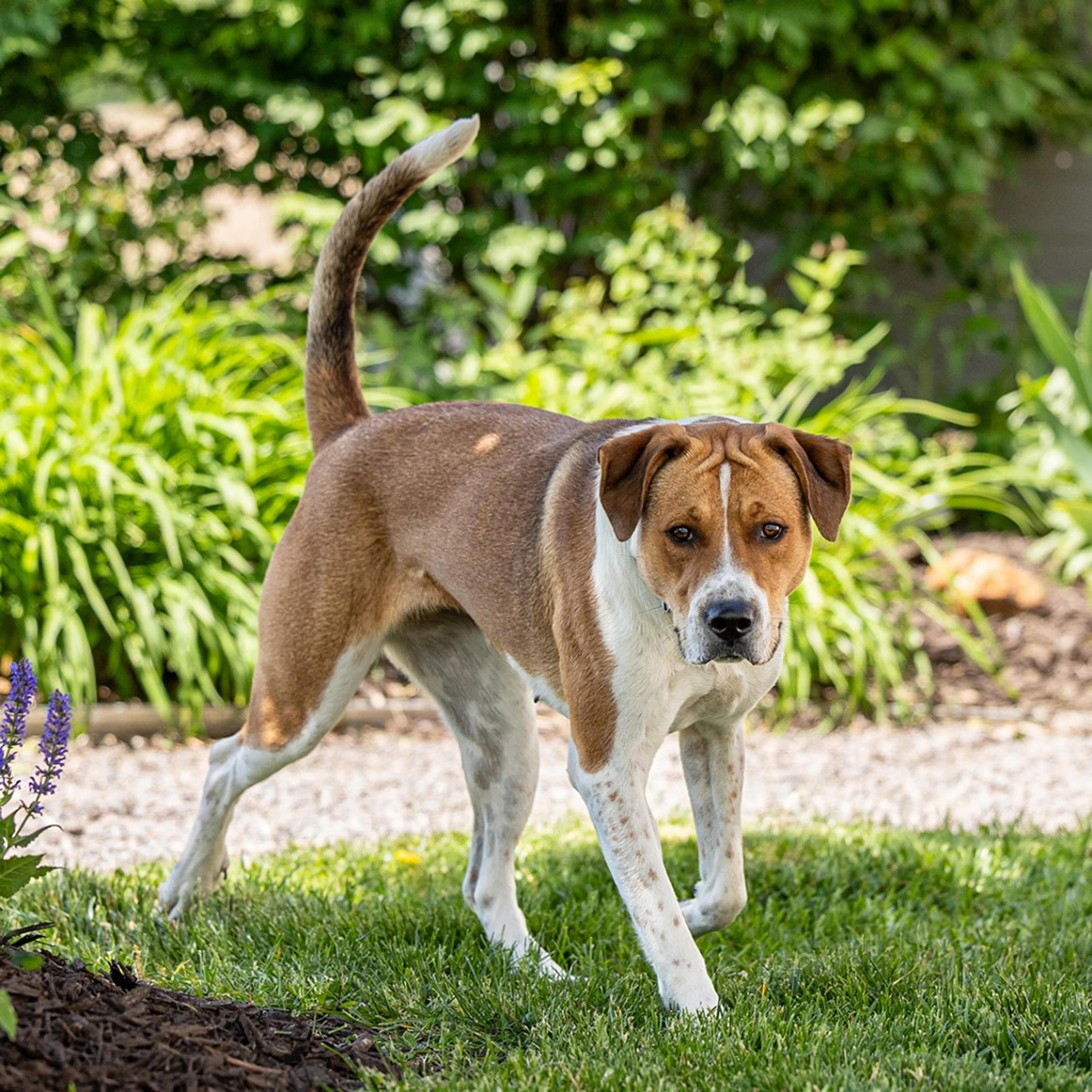 Found pet-2
