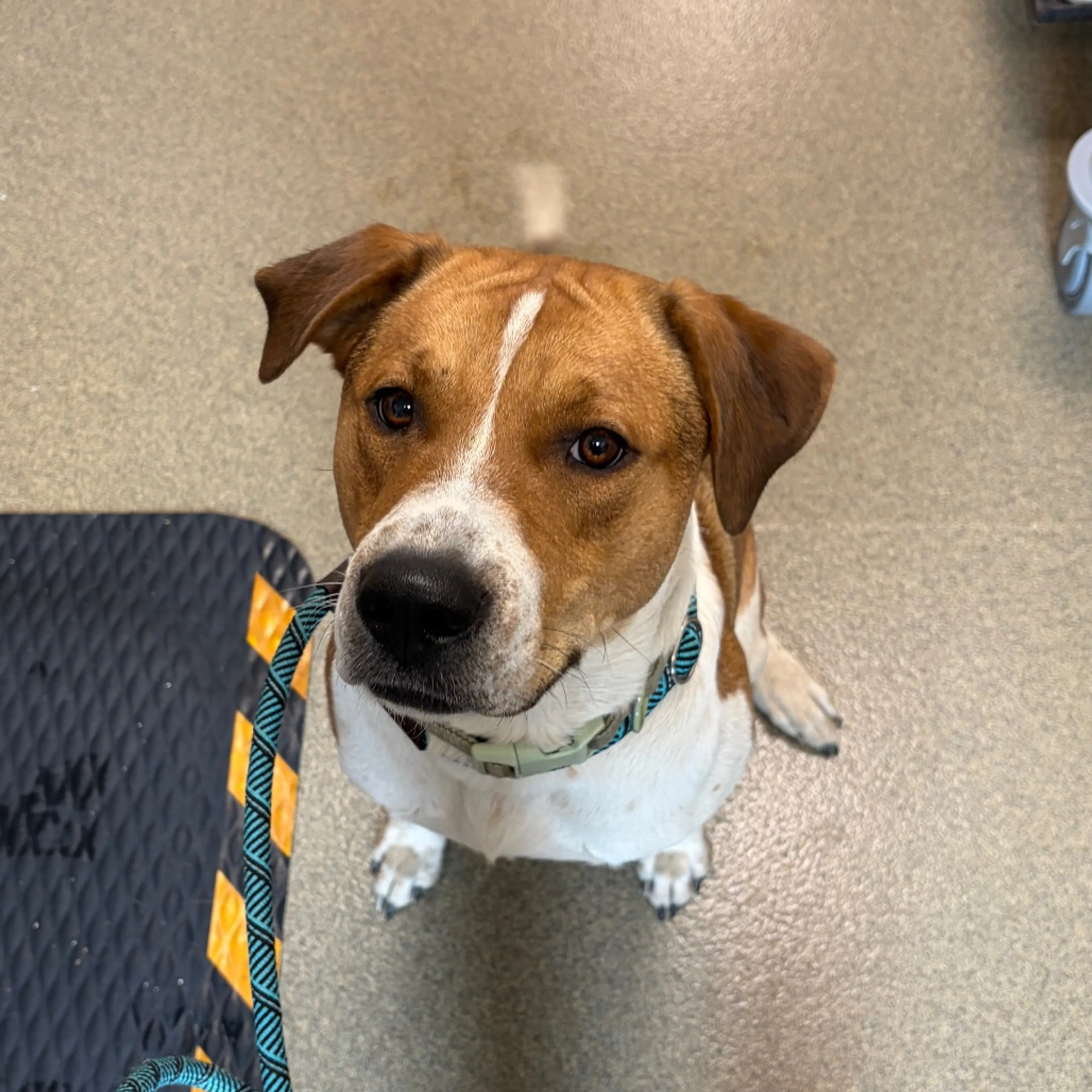 Found pet-1