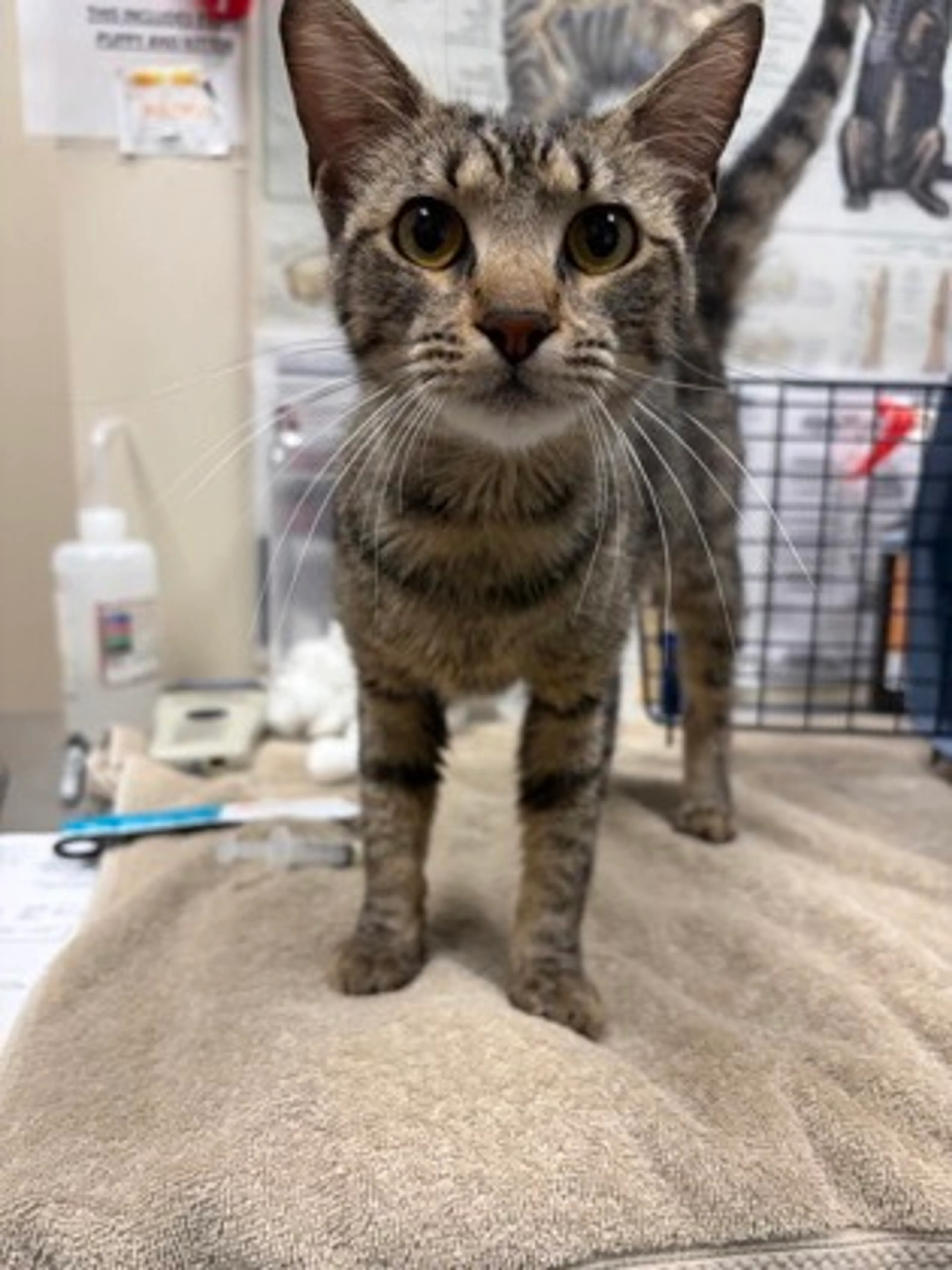 Found pet